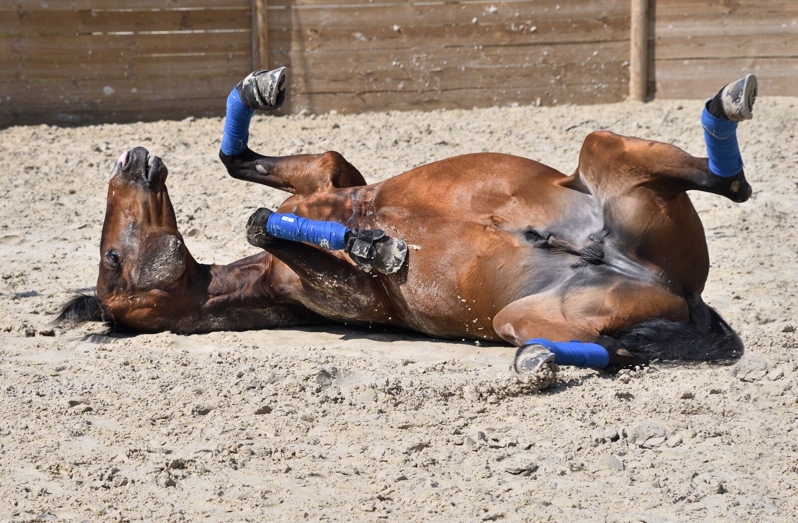 Nikon D500 sample photo. Horse, play, lying photography