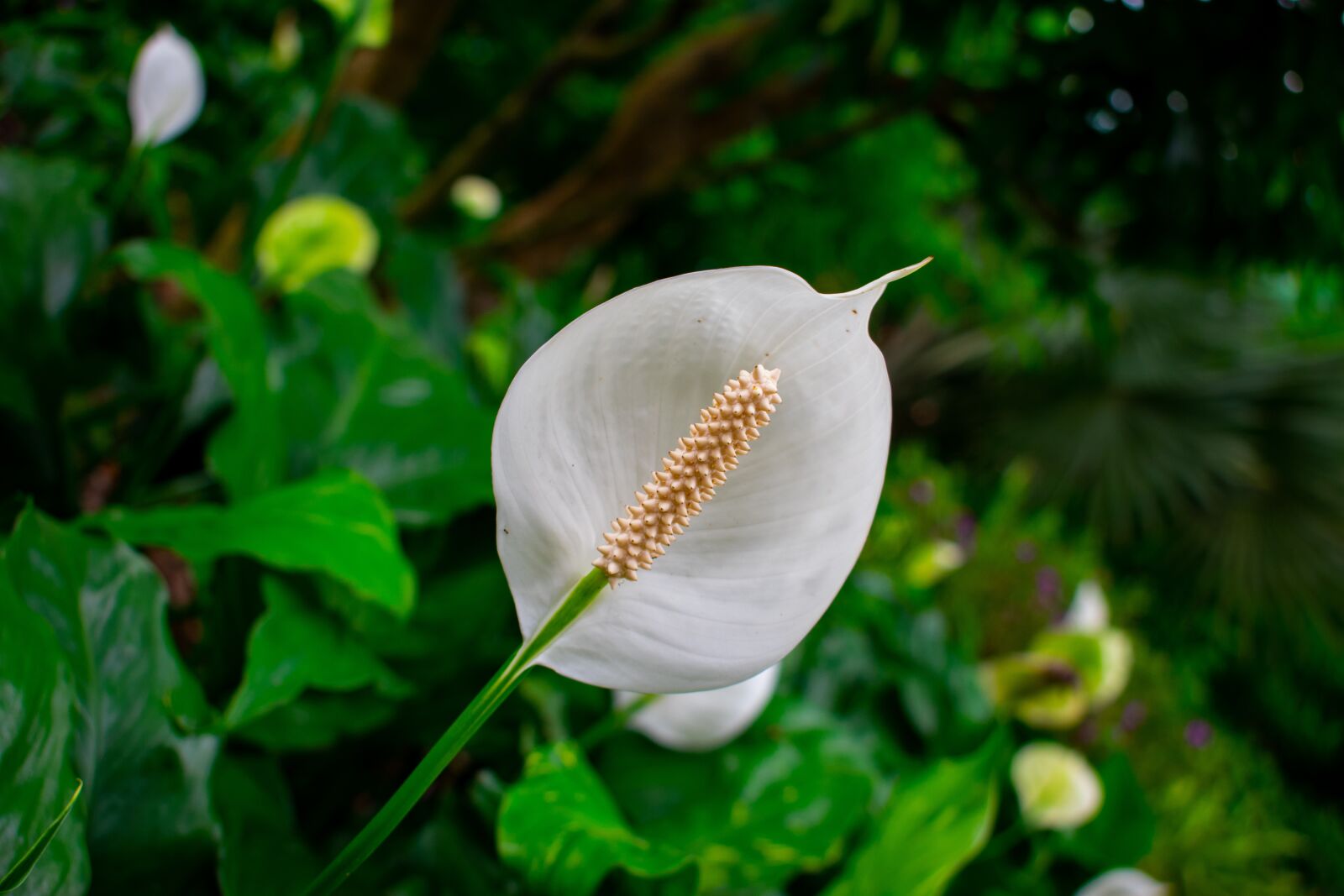 Nikon D3400 sample photo. Flowers, nature, green photography