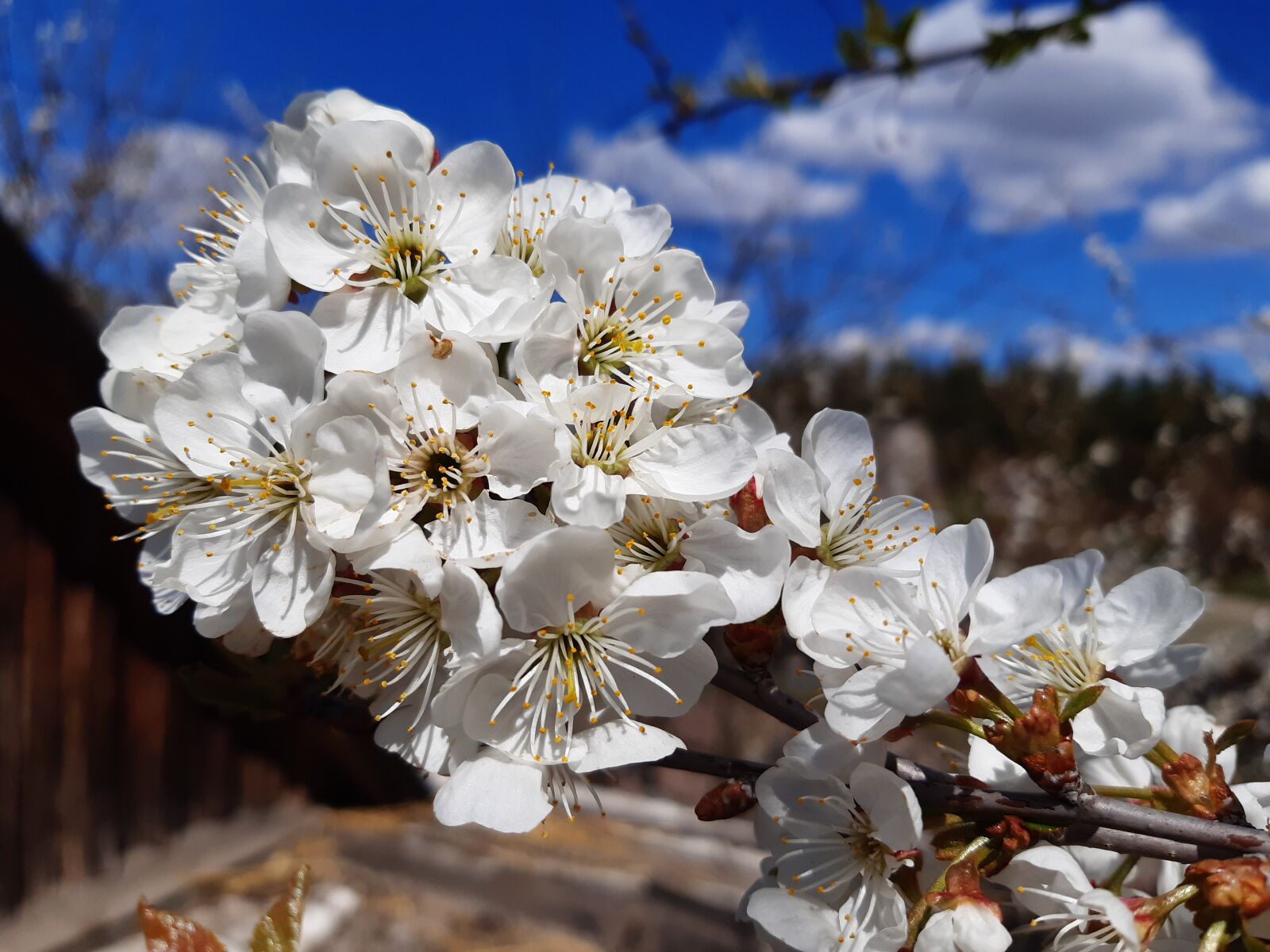 Samsung Galaxy A30 sample photo. вишня, цветение, весна photography