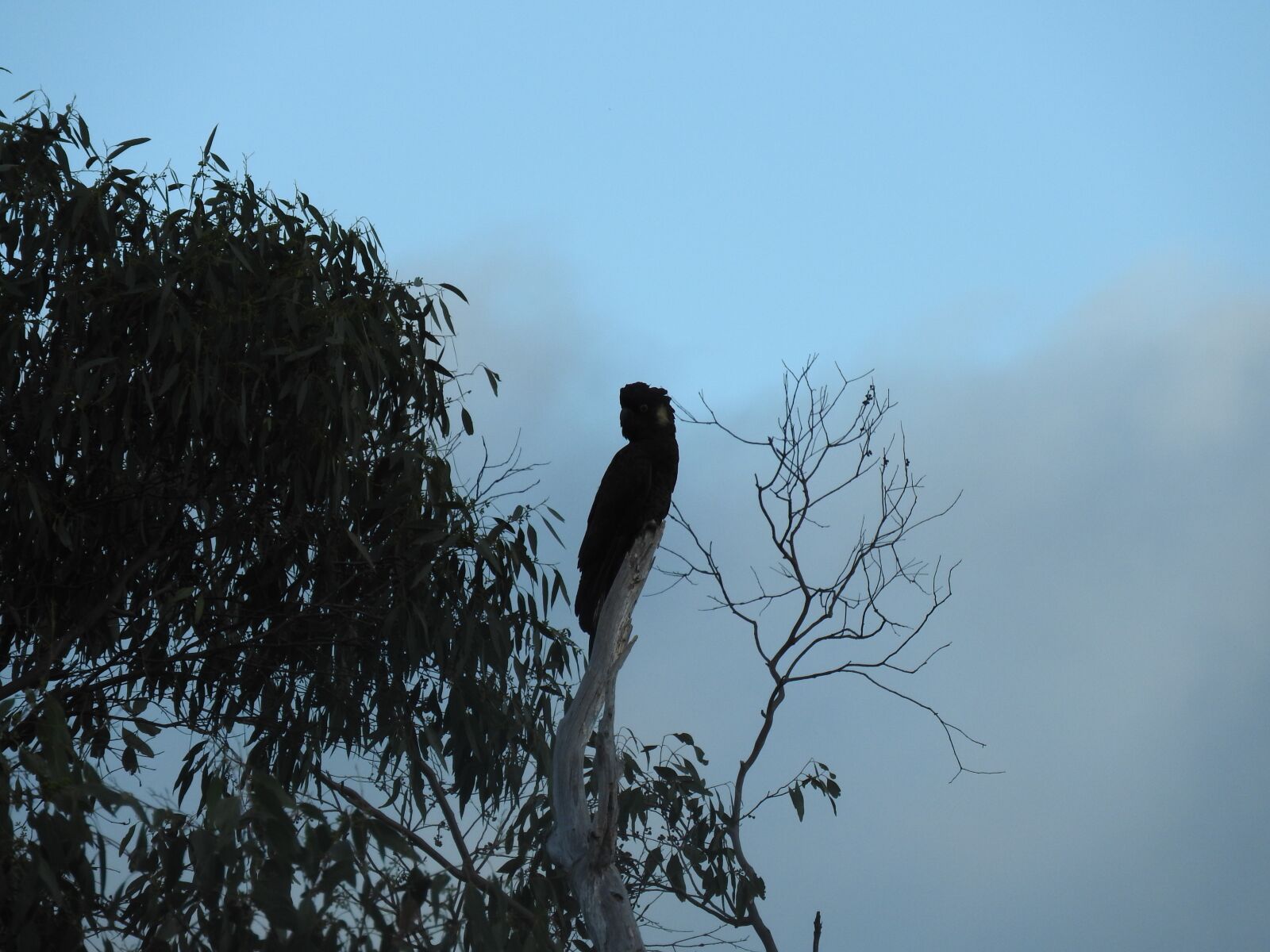 Nikon Coolpix P610 sample photo. Bird, parrot, nature photography