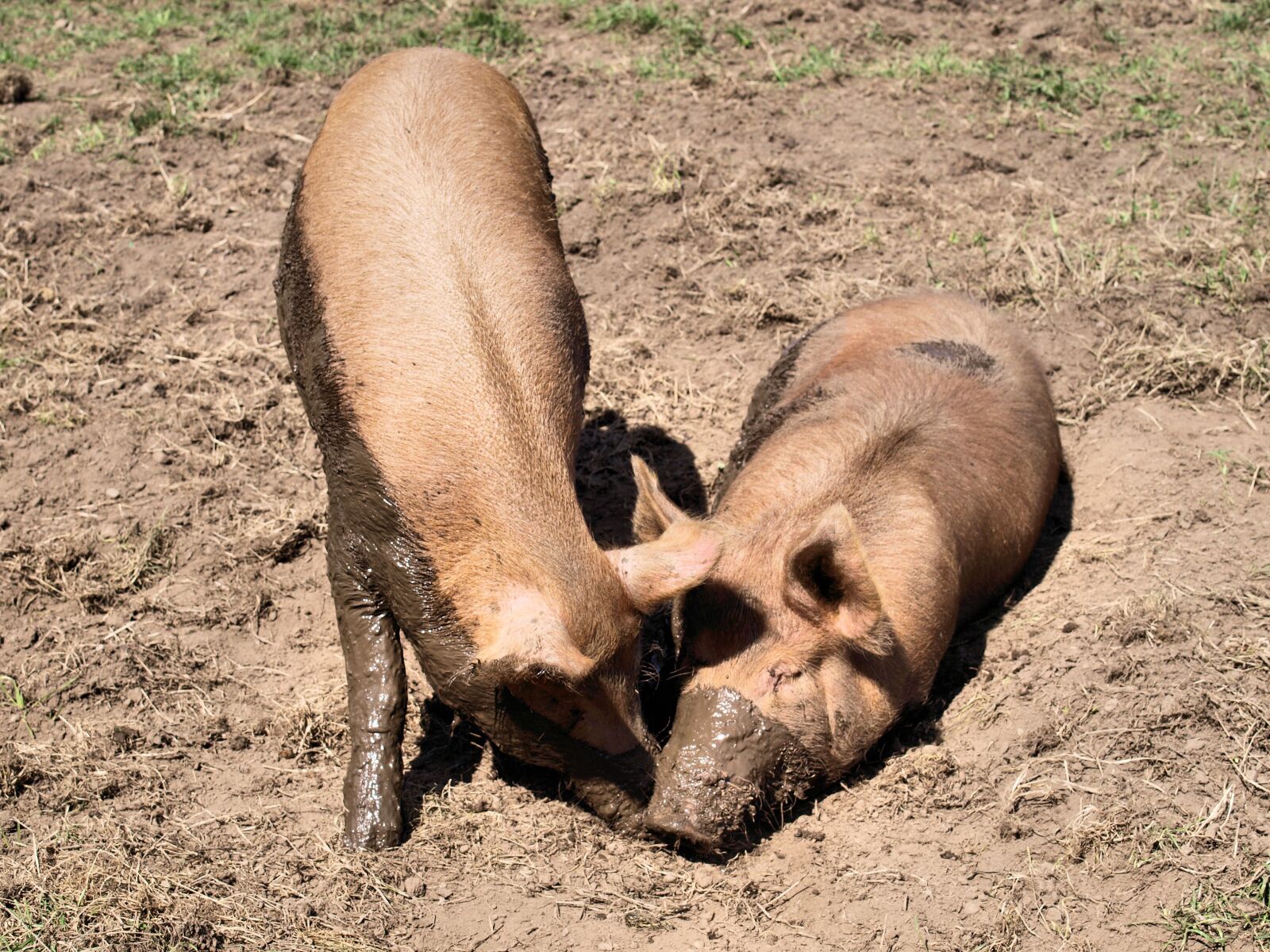 Olympus E-520 (EVOLT E-520) sample photo. Pigs, animals, mud photography