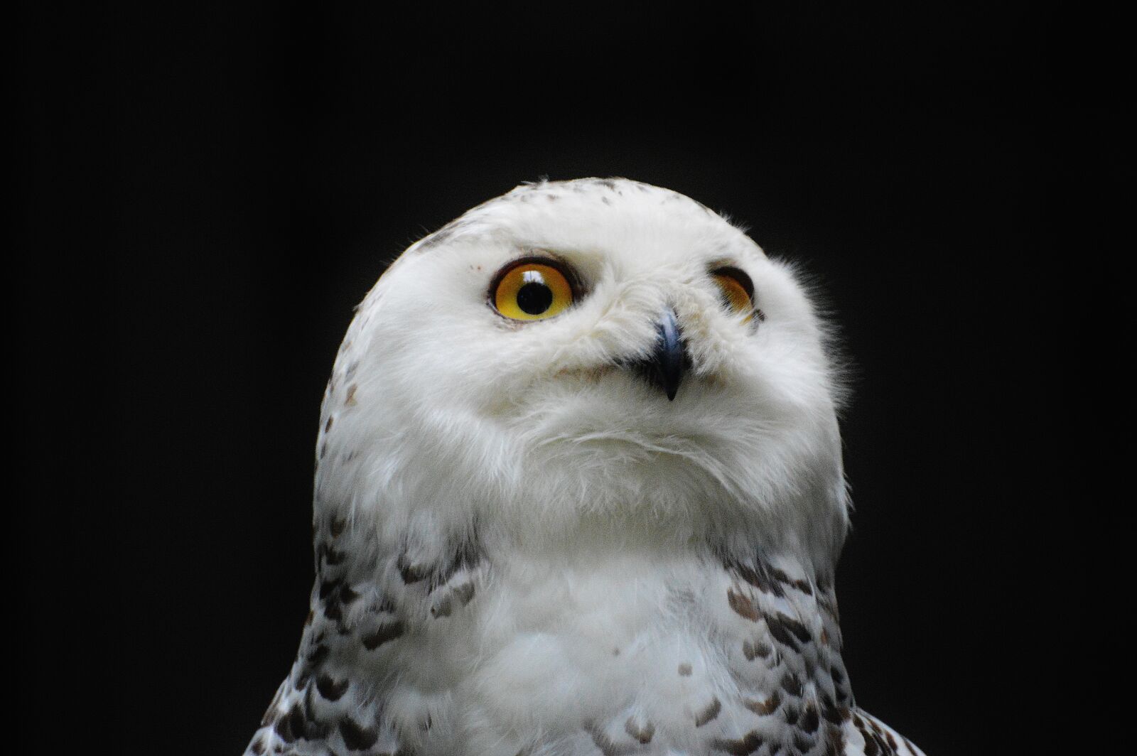 Nikon D3200 sample photo. Snowy owl bubo scandiacus photography