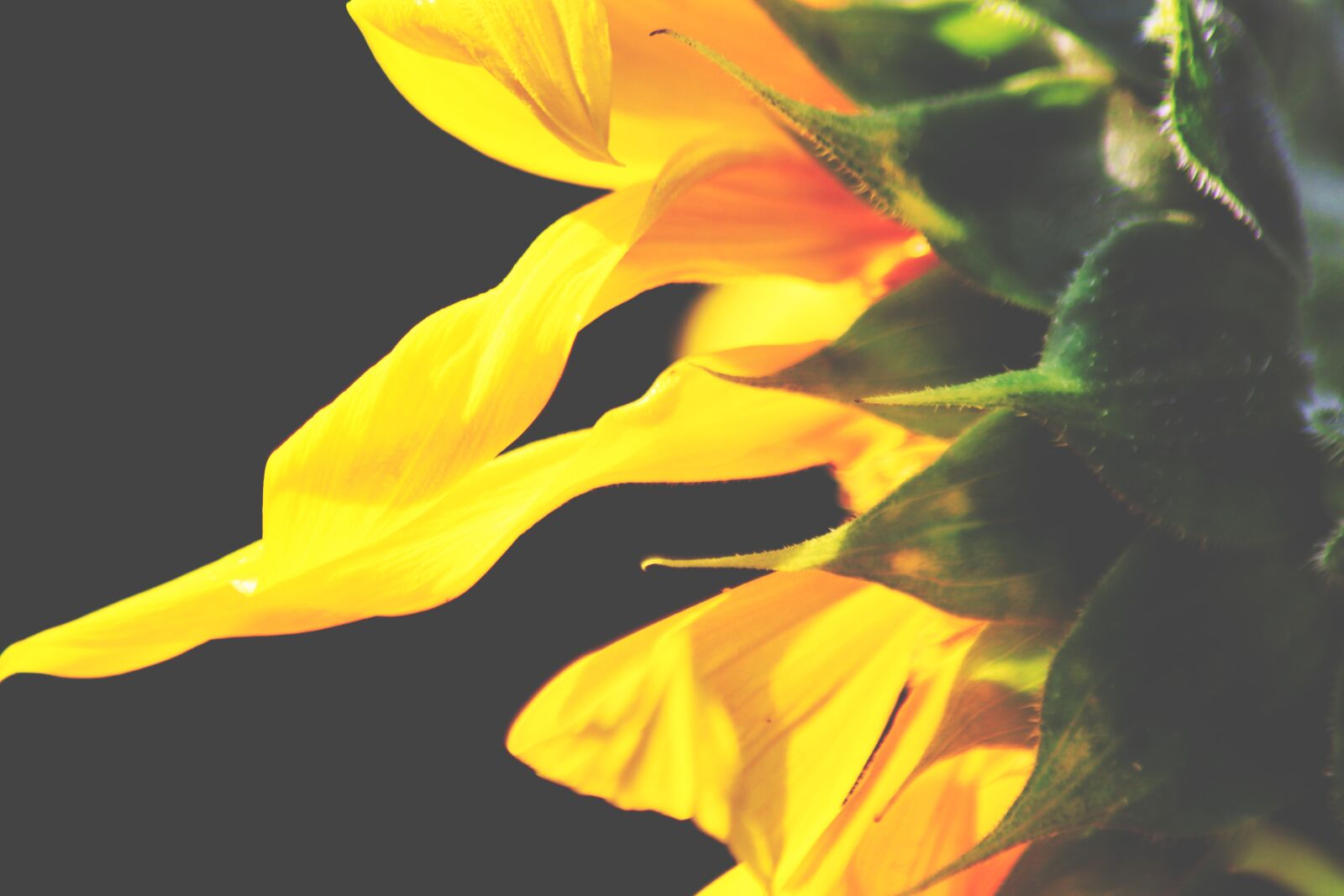 Canon EOS 77D (EOS 9000D / EOS 770D) sample photo. Sunflower, flower, petals photography