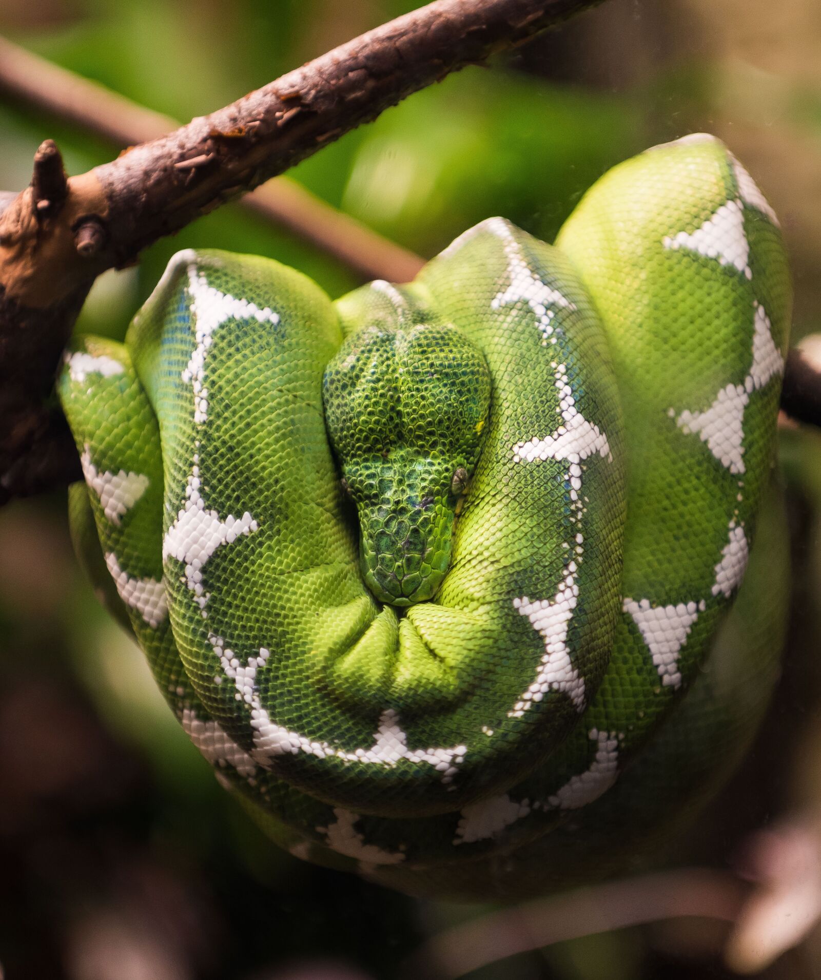 Nikon D810 sample photo. Snake, reptile, nature photography