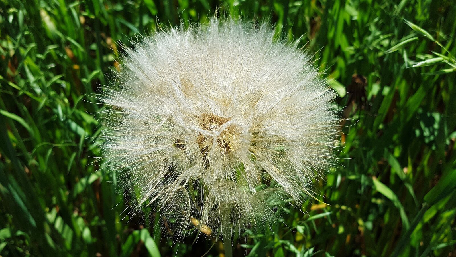 Samsung Galaxy S6 sample photo. Dandelion, taraxacum officinale, dandelion photography