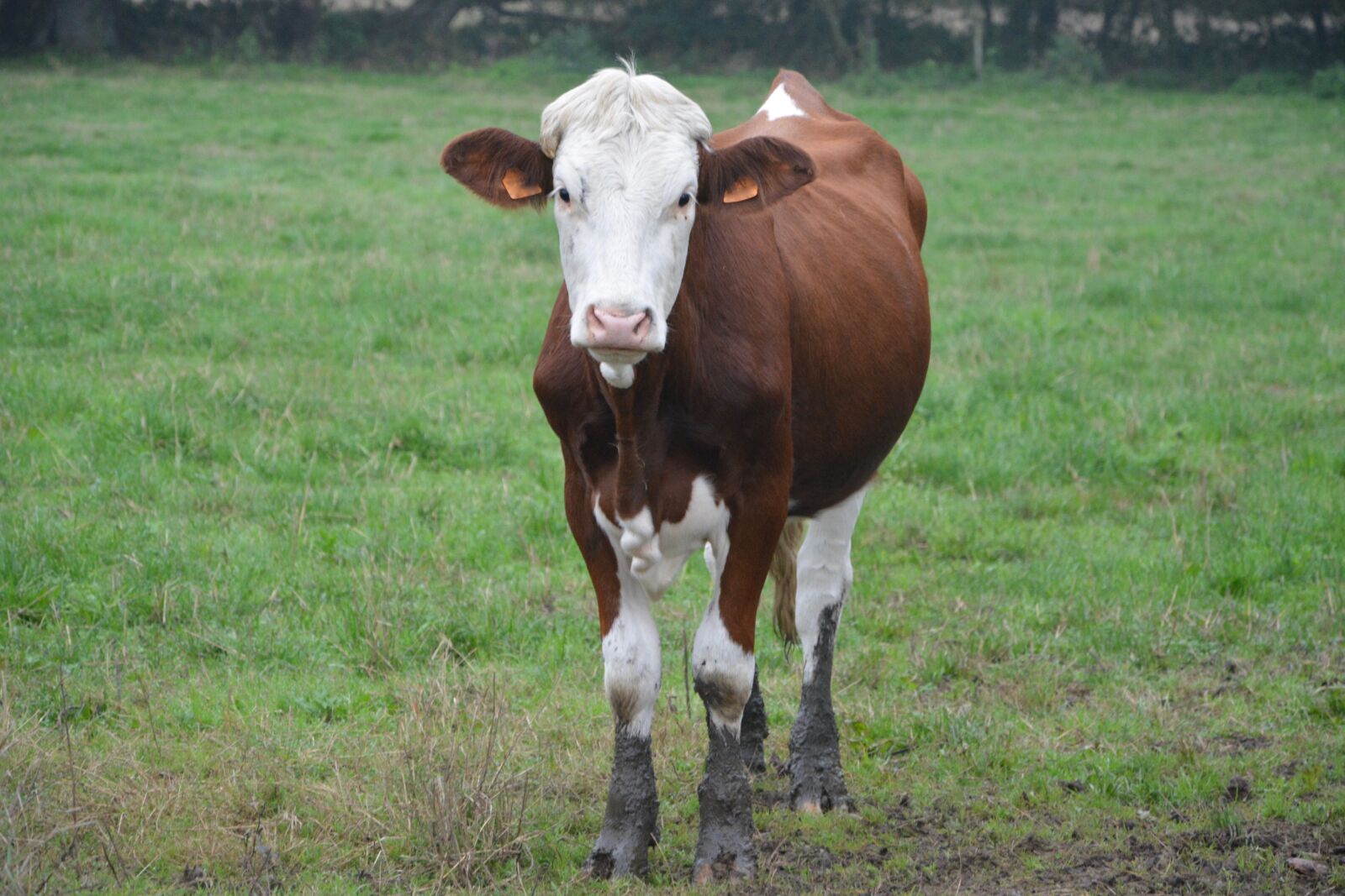 Nikon D5200 sample photo. Cow, cowhide, brown white photography