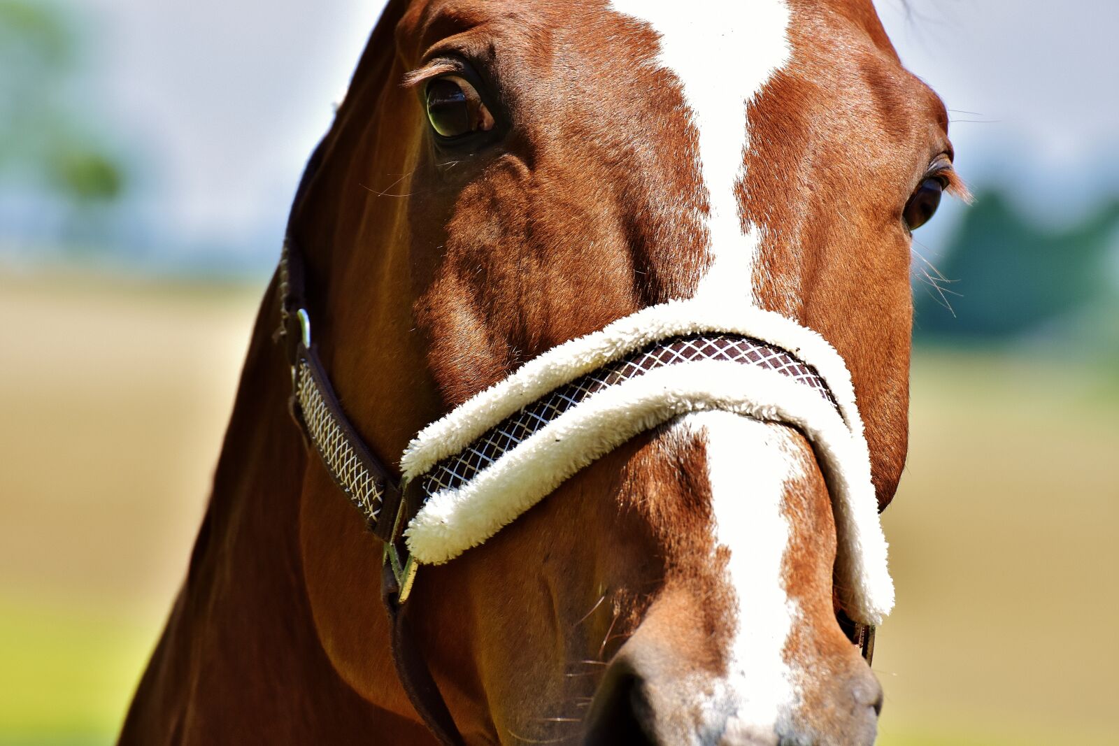 Nikon D7200 sample photo. Horse, stallion, paddock photography