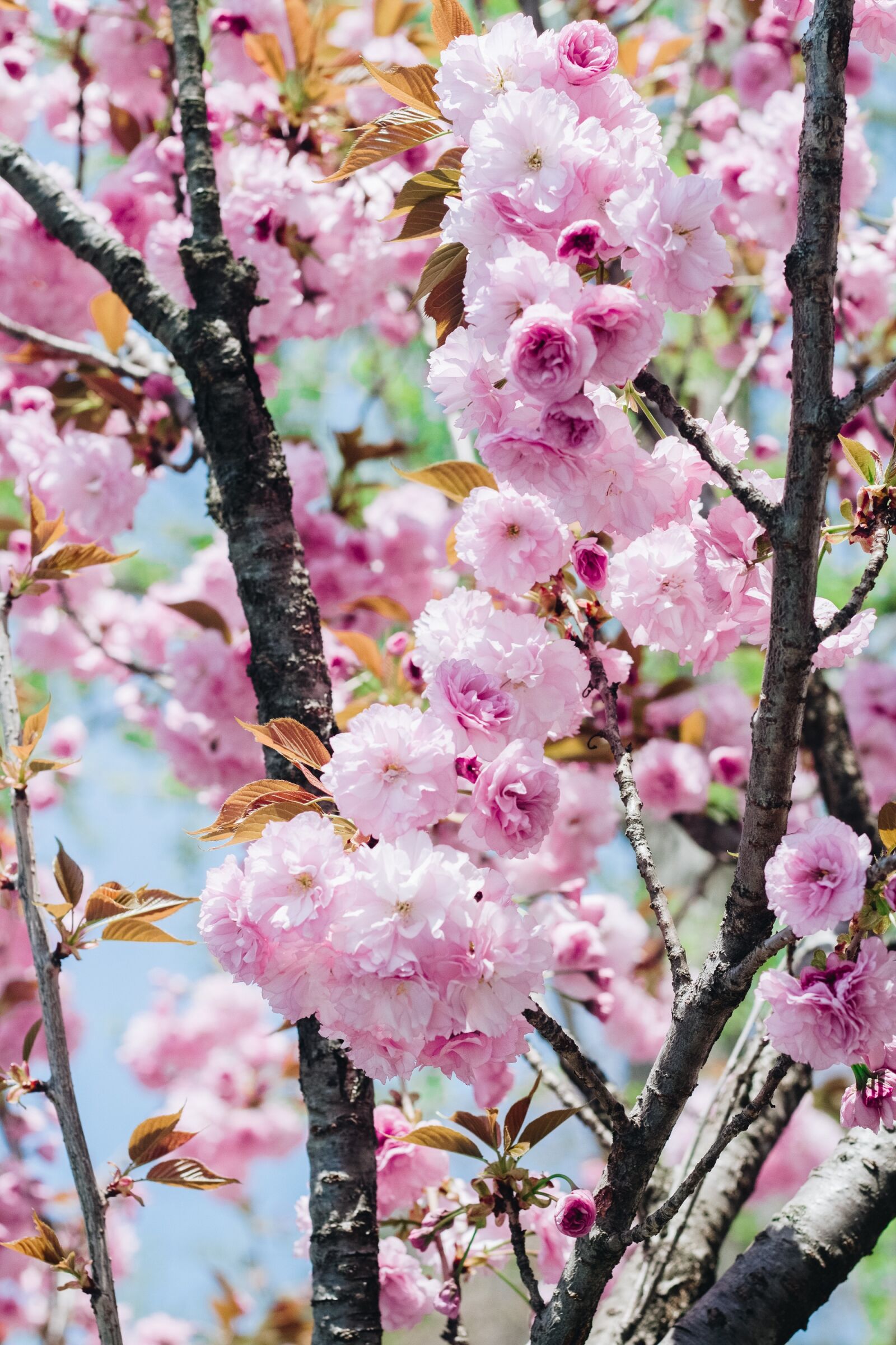 Canon EOS 700D (EOS Rebel T5i / EOS Kiss X7i) + Canon EF 50mm F1.8 II sample photo. Sakura, flower, cherry flowers photography