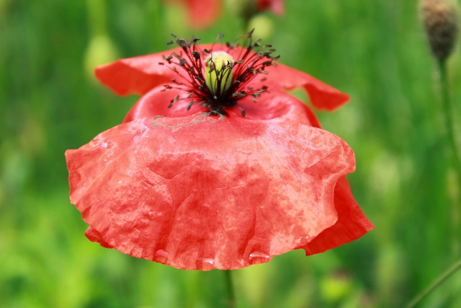 Canon EOS 1200D (EOS Rebel T5 / EOS Kiss X70 / EOS Hi) sample photo. Poppy, flower, klatschmohn photography