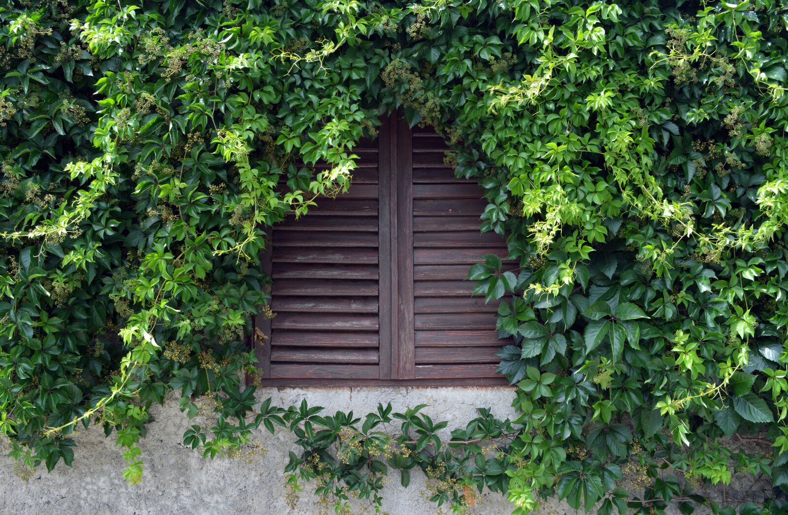 Nikon D5200 sample photo. Window, closed blinds, wall photography