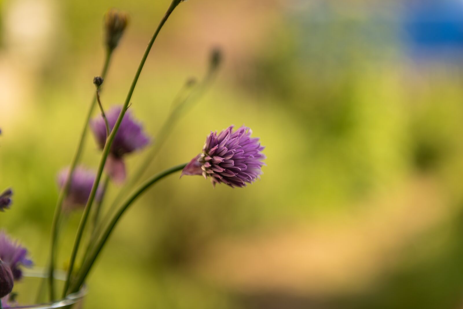 Nikon D750 sample photo. Nature, chives, blossom photography
