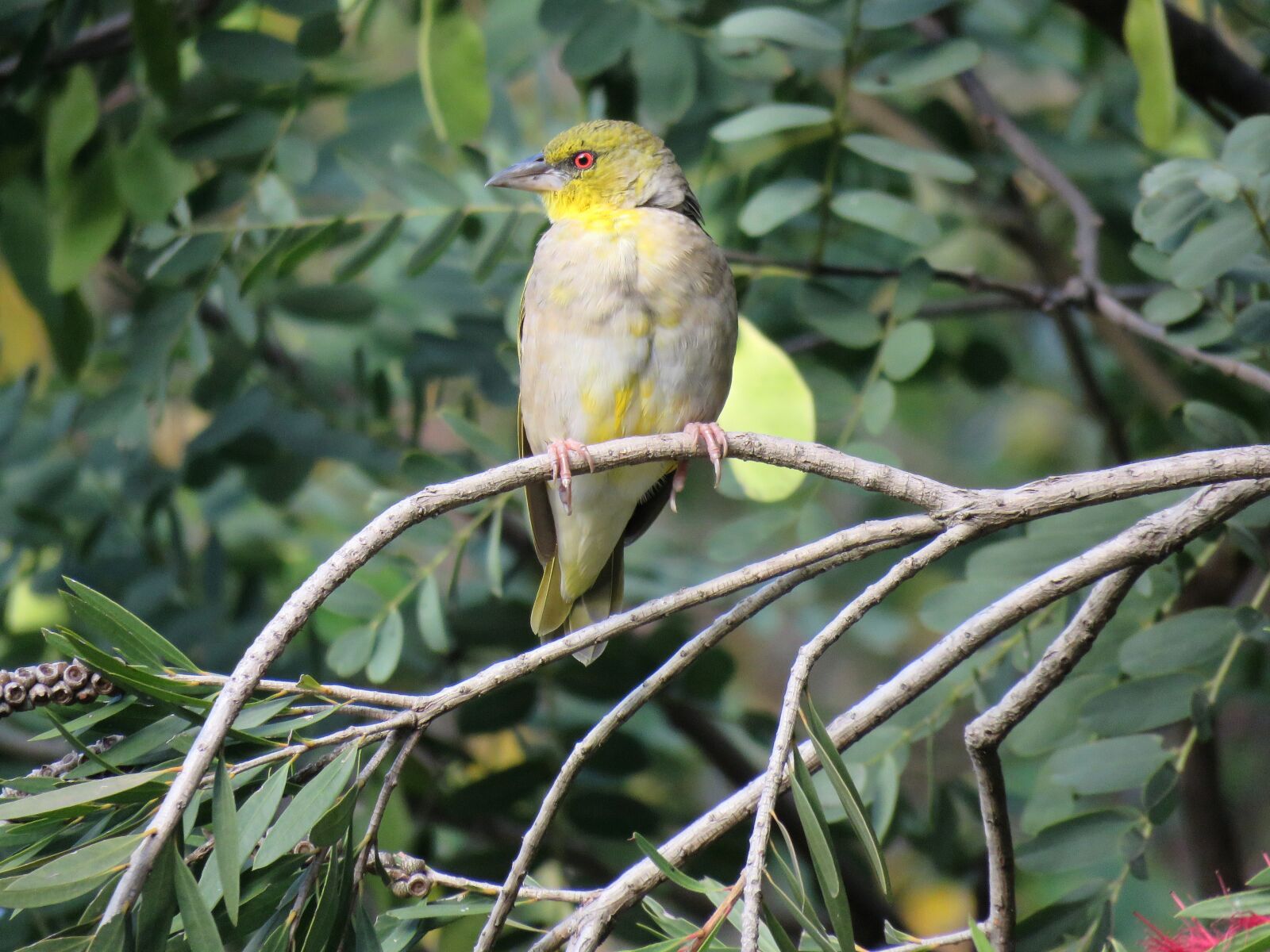 Canon PowerShot SX60 HS sample photo. Bird, weaver, weaver bird photography