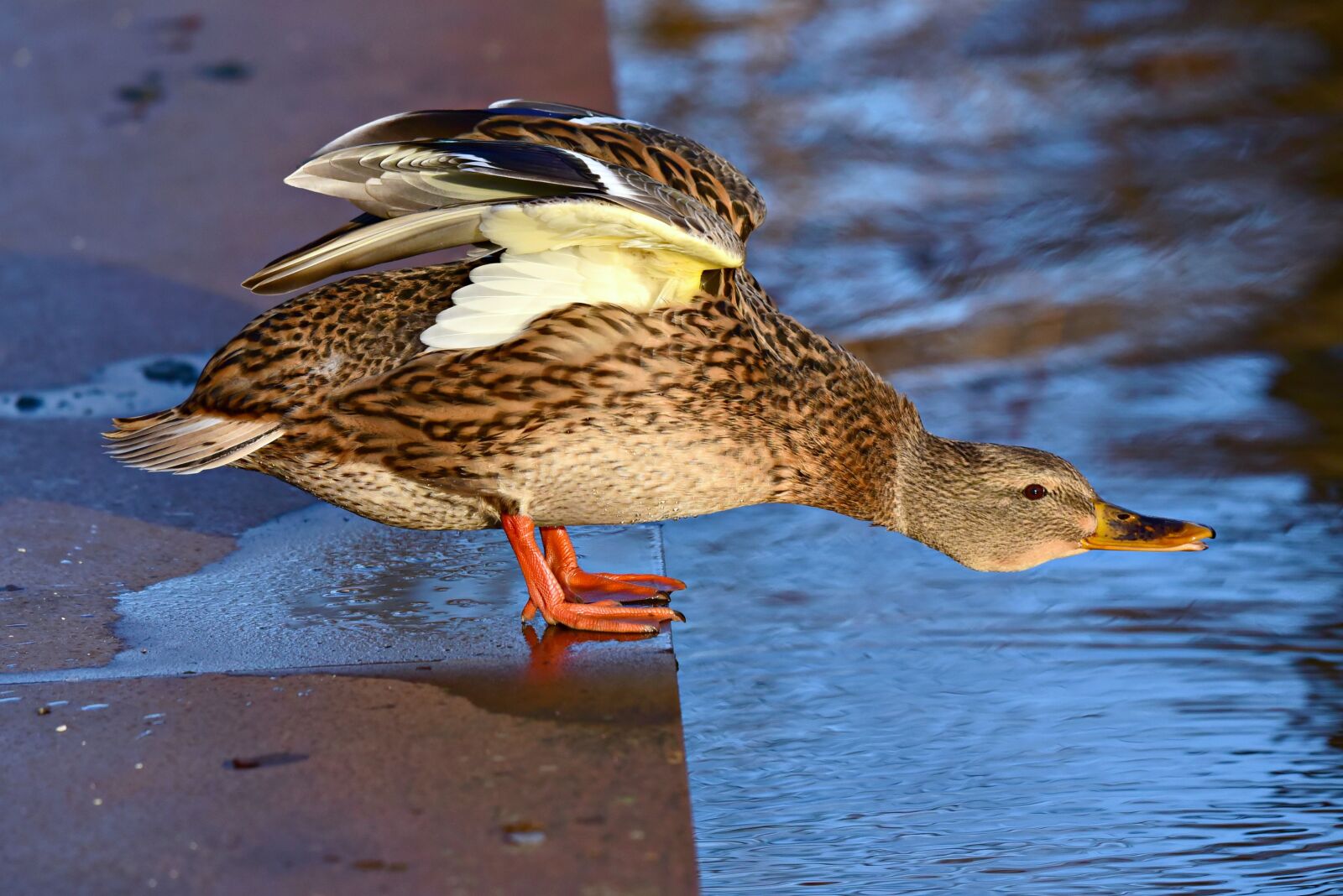Nikon D750 sample photo. Duck, water bird, waterfowl photography