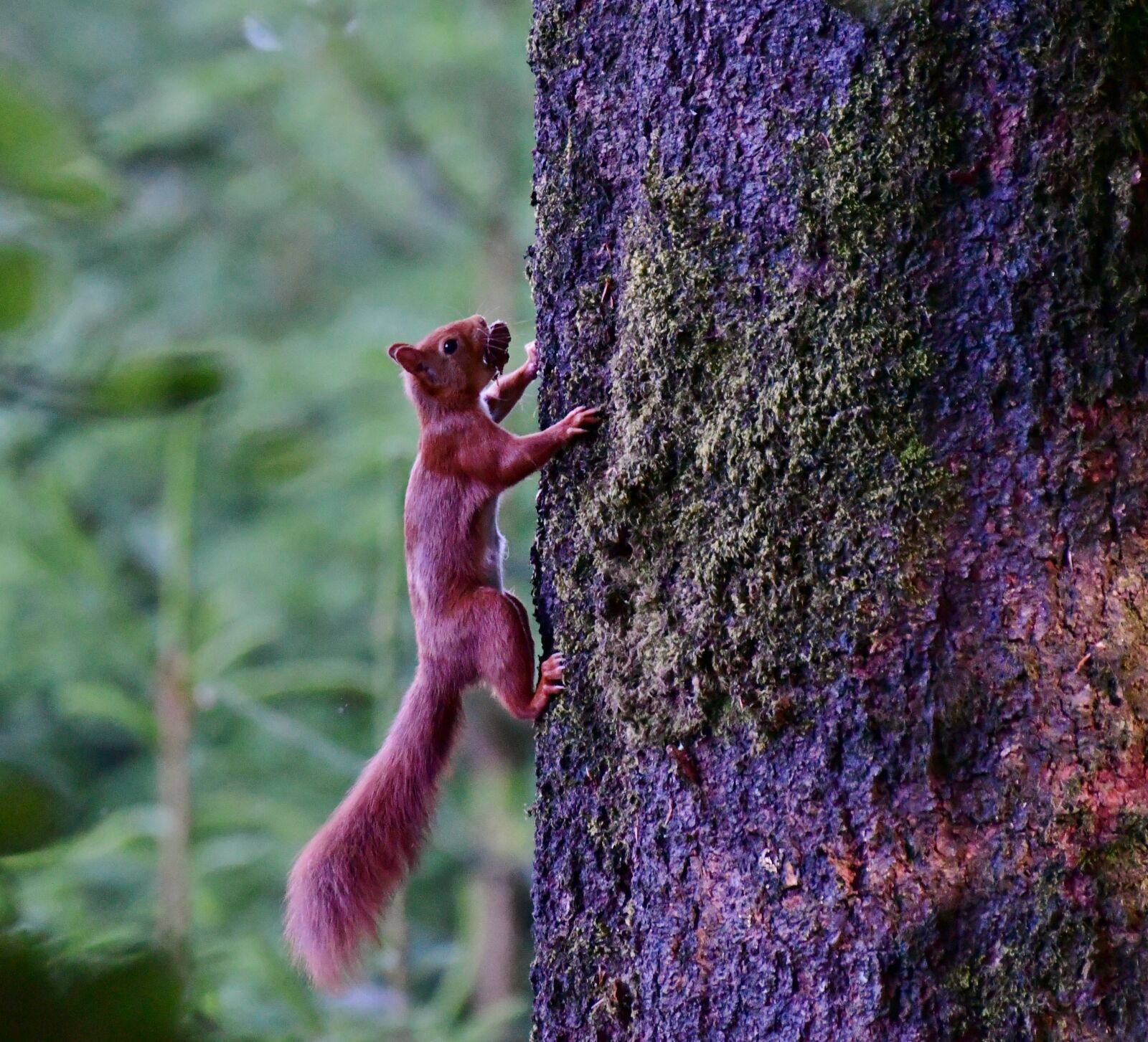 Nikon D500 sample photo. Squirrel, wild, nature photography