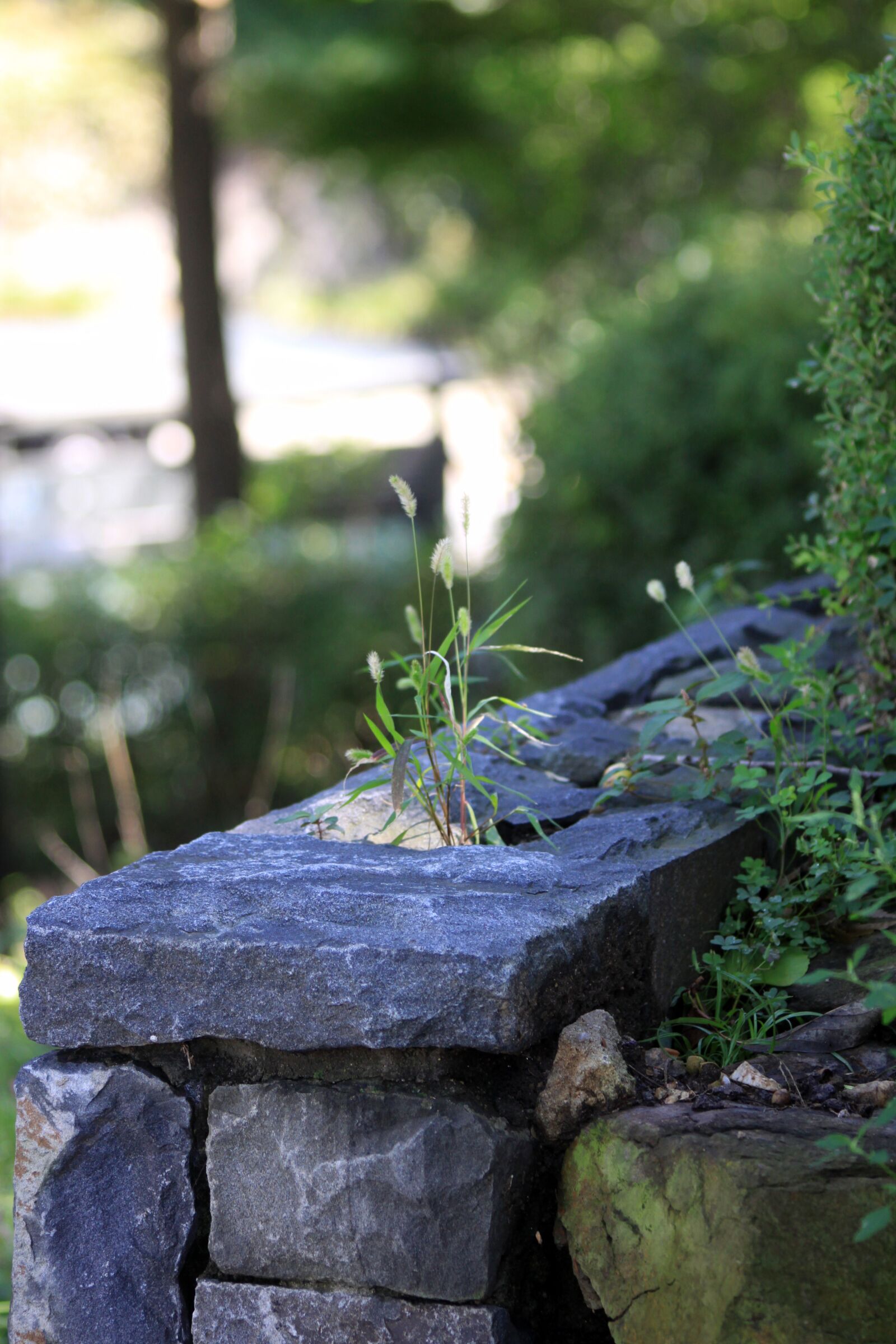Canon EOS 50D sample photo. Foxtail, wildflower, stone wall photography