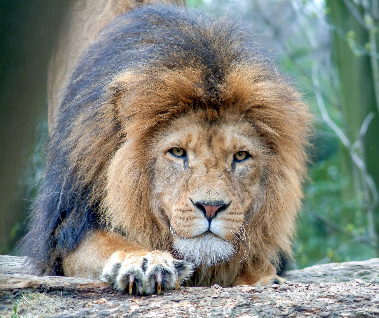 Fujifilm FinePix S2 Pro sample photo. Lion, animal, big cat photography