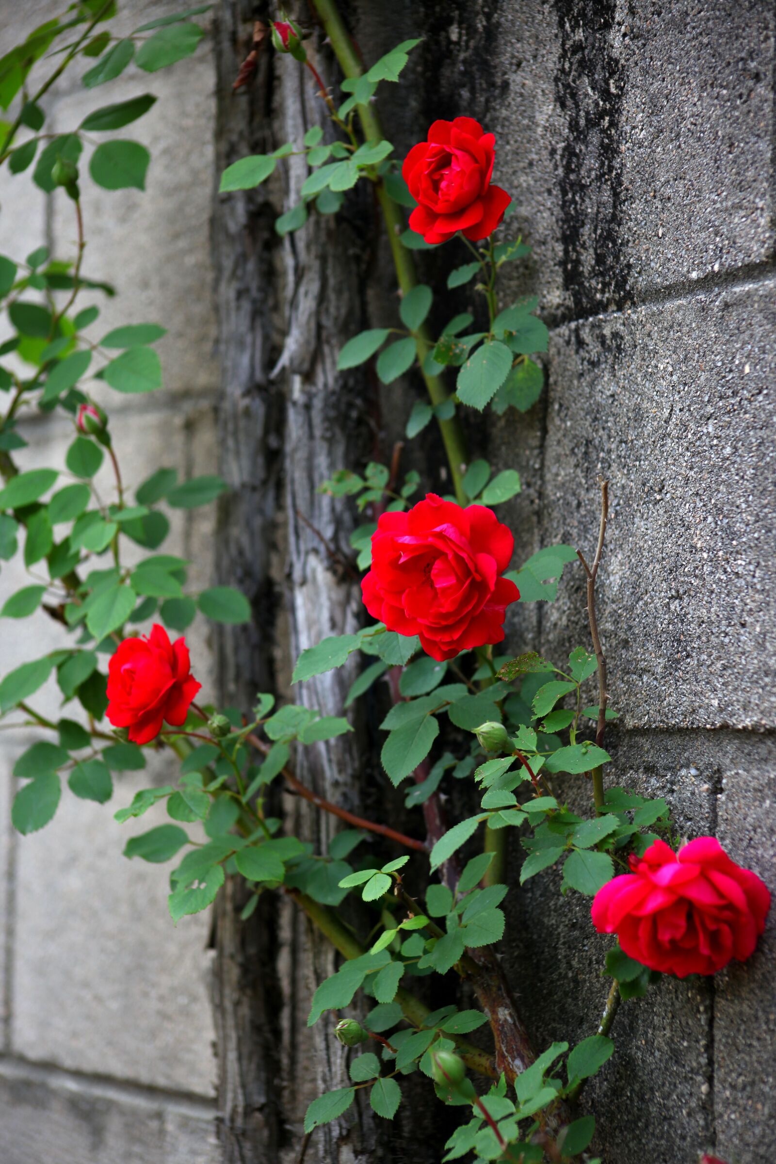 Canon EOS 5D Mark II sample photo. Flowers, rose, plants photography