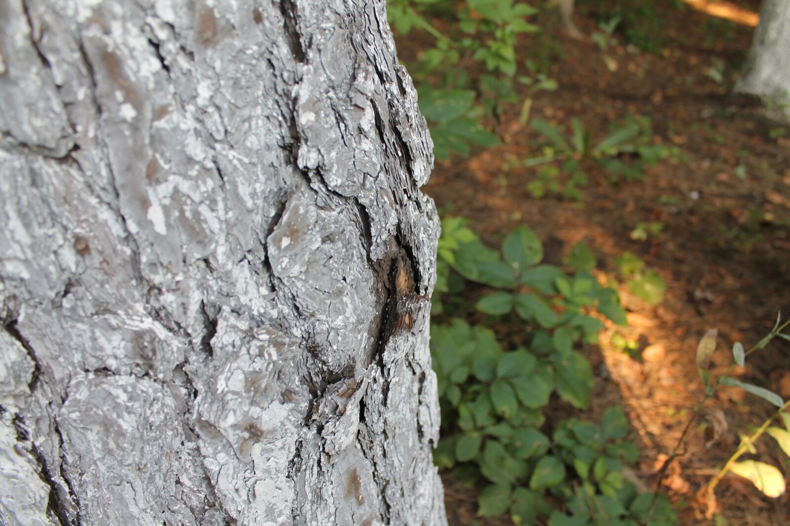 Canon EOS 1100D (EOS Rebel T3 / EOS Kiss X50) sample photo. Tree, the bark of photography