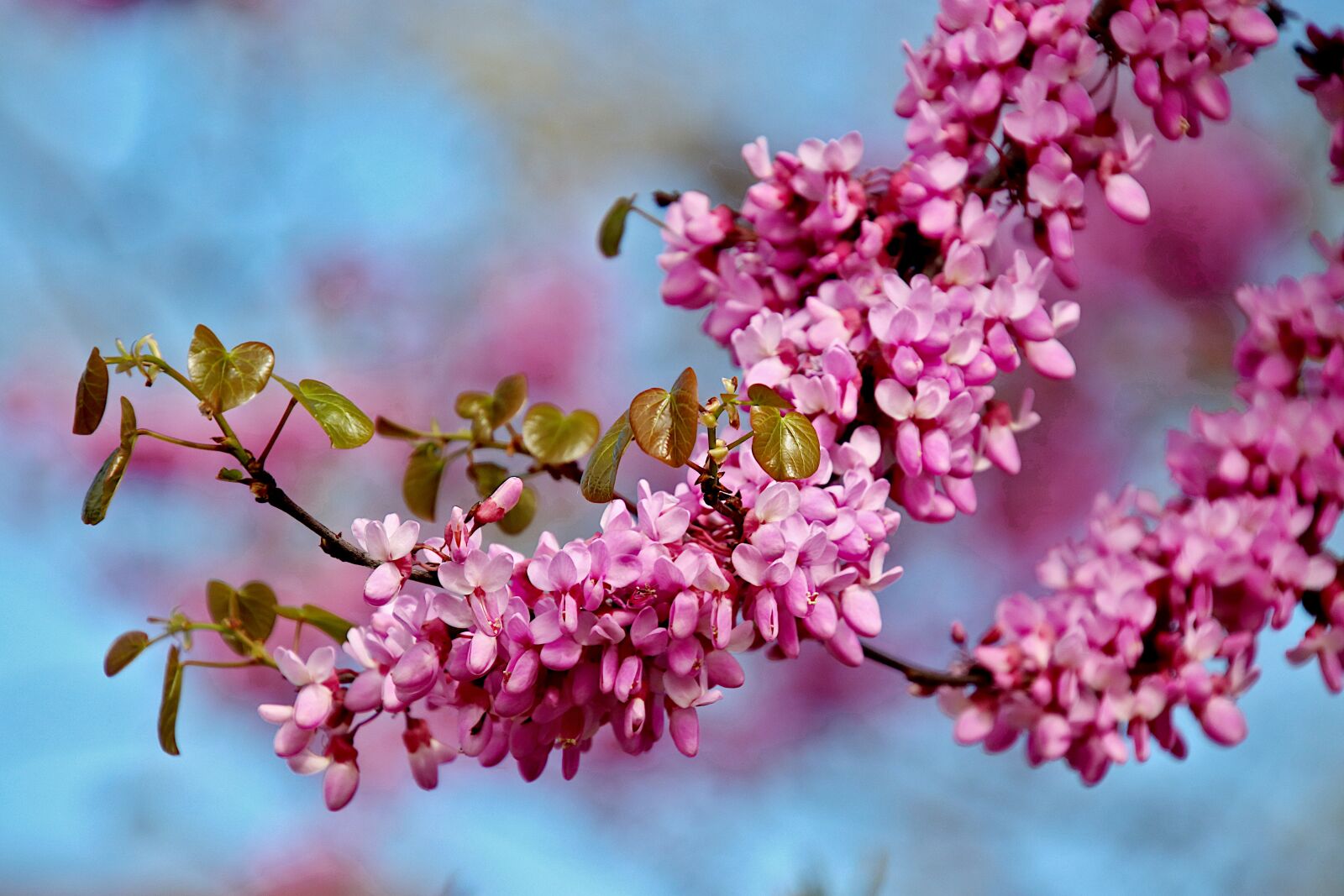Canon EOS 800D (EOS Rebel T7i / EOS Kiss X9i) sample photo. Tree, flowering, color pink photography