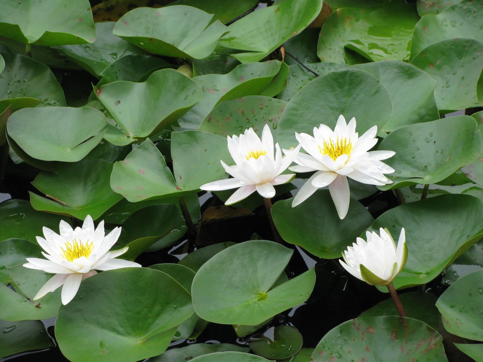 Canon POWERSHOT SX100 IS sample photo. Lily pads, pond, wetlands photography