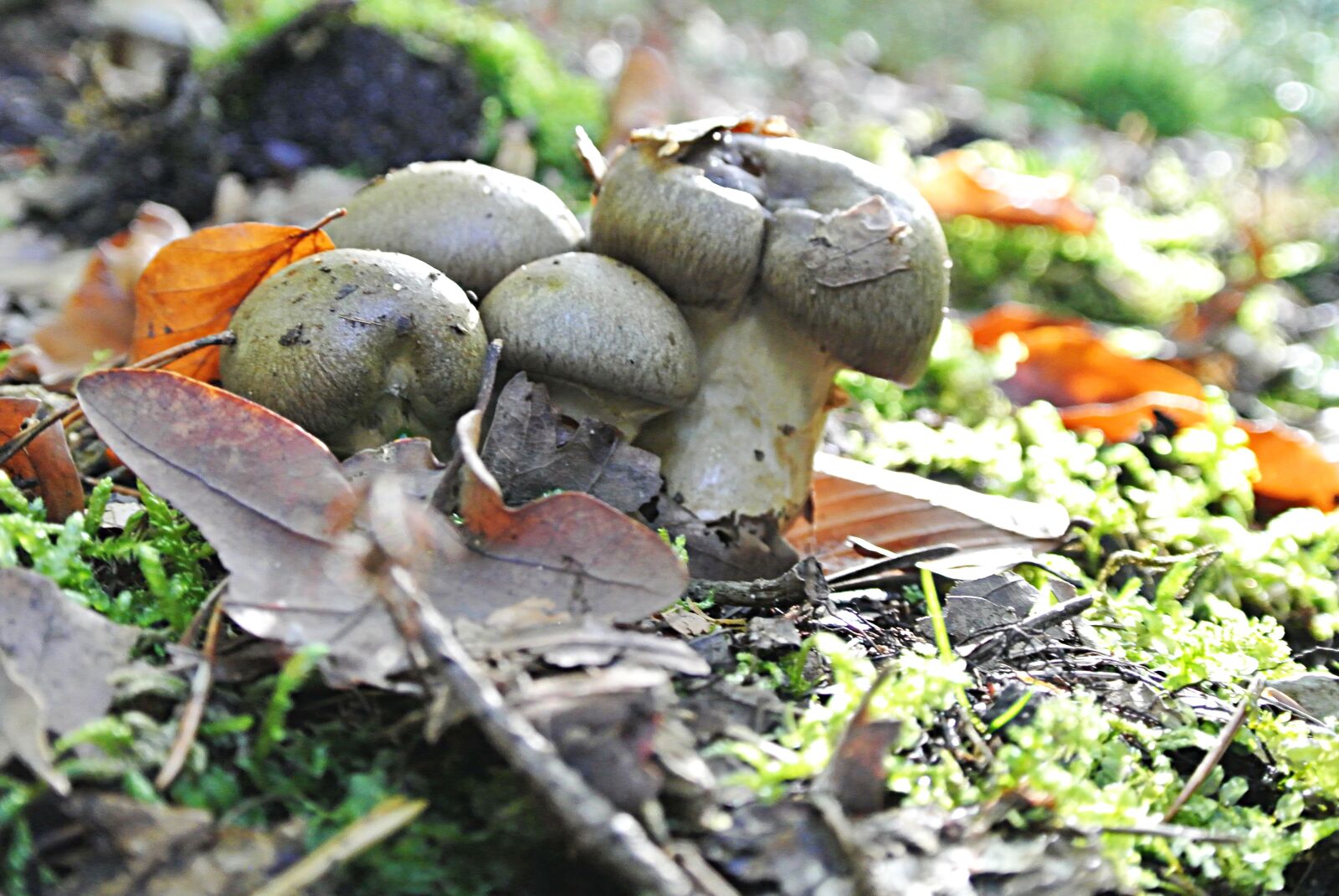 Nikon 1 Nikkor VR 10-30mm F3.5-5.6 sample photo. Autumn, forest, mushrooms photography