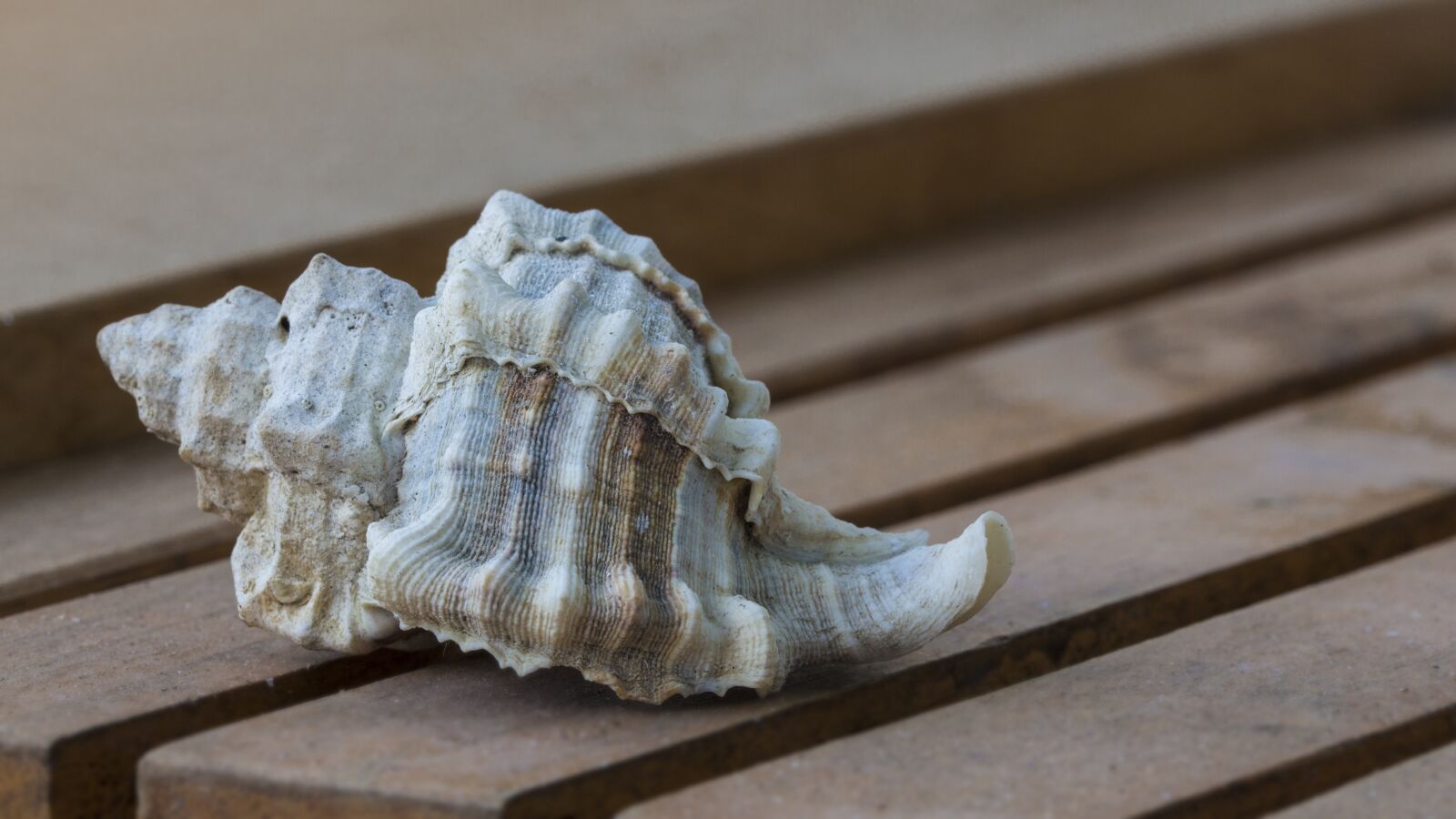 Canon EOS 700D (EOS Rebel T5i / EOS Kiss X7i) sample photo. Sea shell, marine, nature photography