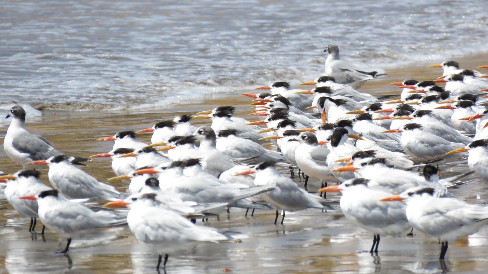 Canon PowerShot SX60 HS sample photo. Birds, beach, seagull photography