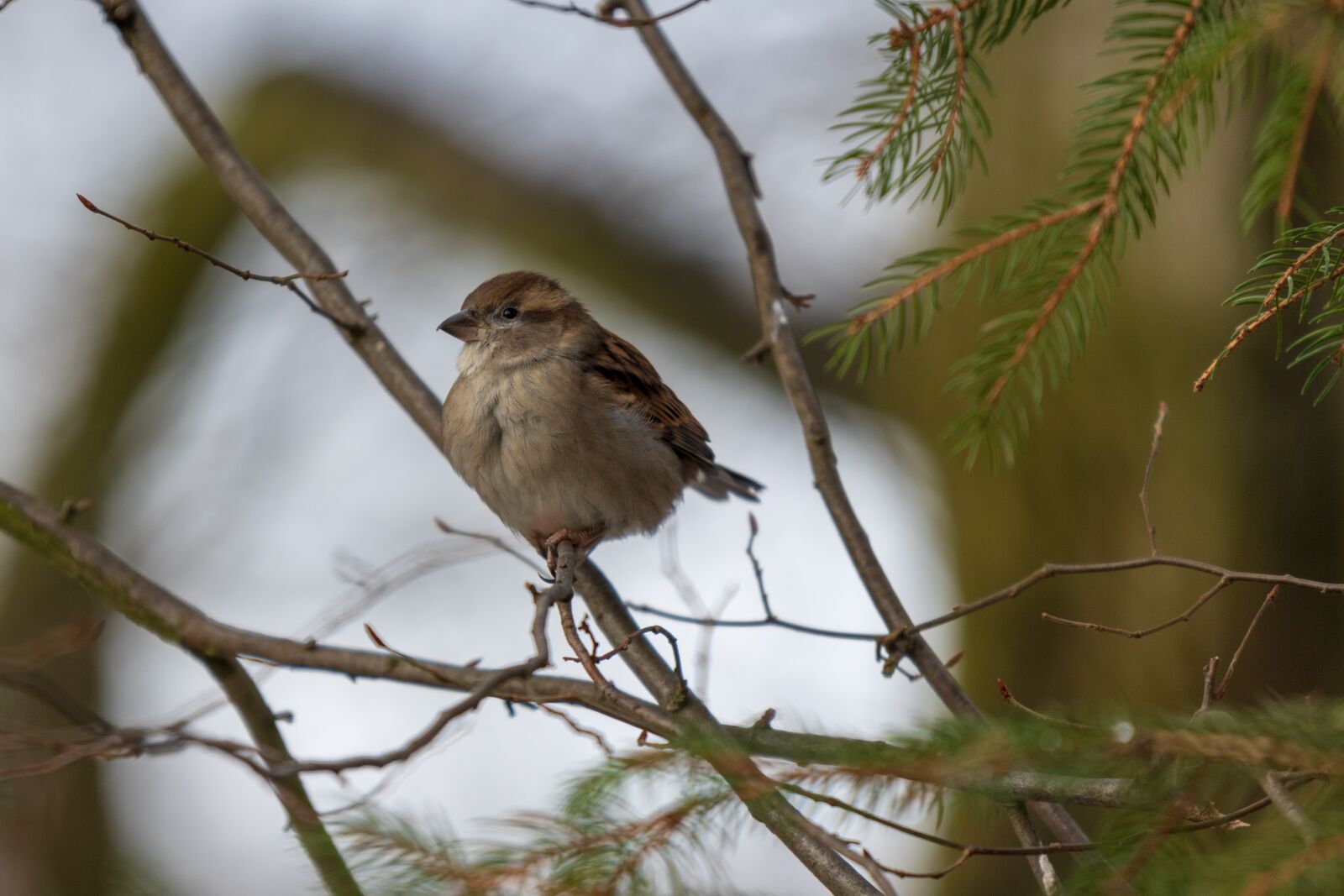 Canon EOS 6D Mark II sample photo. Sperling, sparrow, house sparrow photography