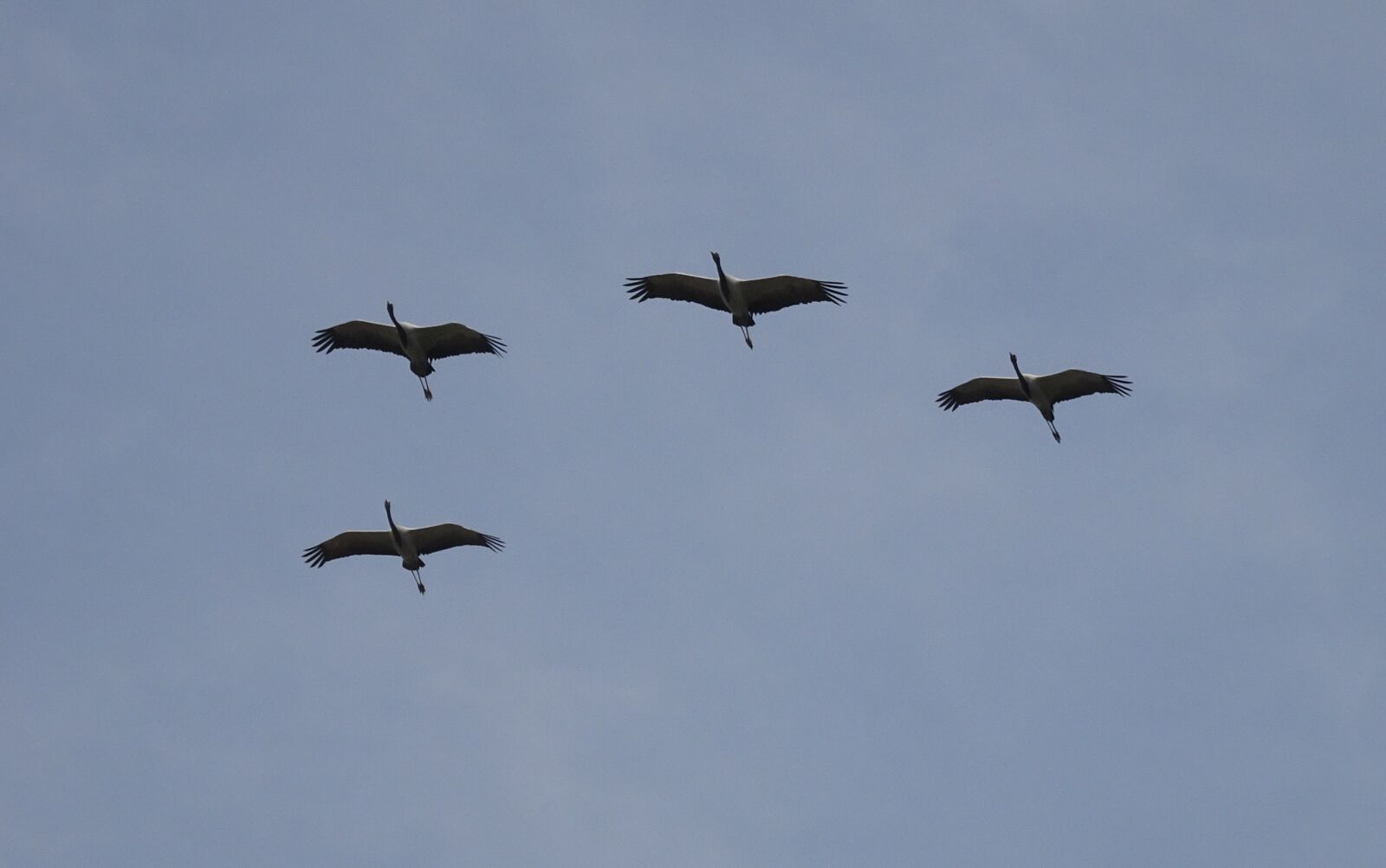 Sony Cyber-shot DSC-HX90V sample photo. Bird, crane, demoiselle crane photography