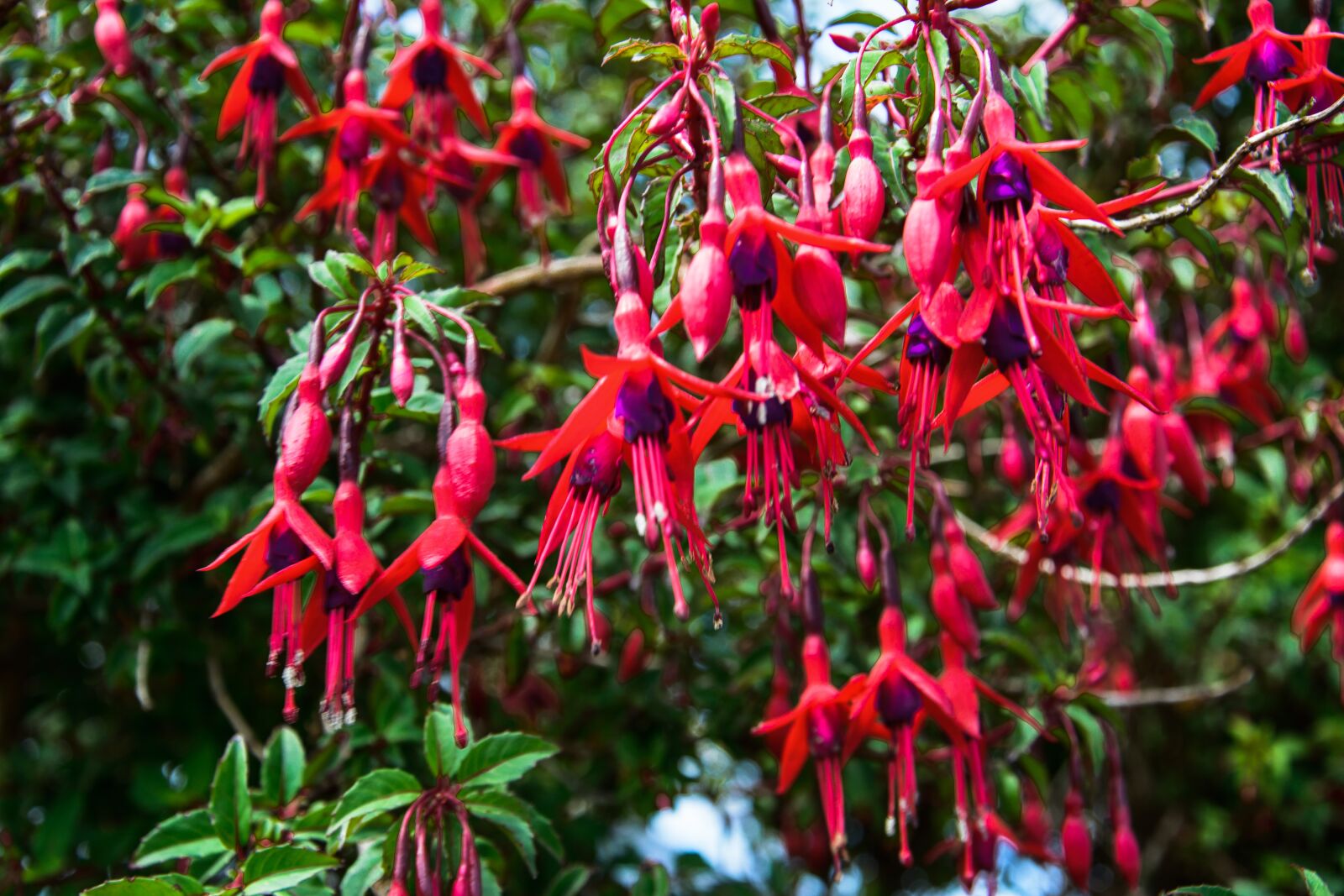 Nikon D5200 sample photo. Fuchsia, flowers, nature photography
