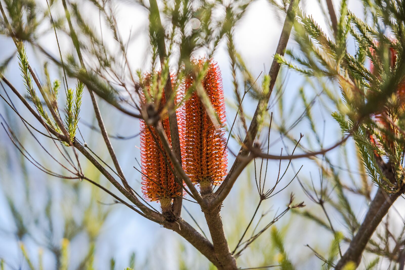 Nikon D750 sample photo. Flower, banksia, heath banksia photography