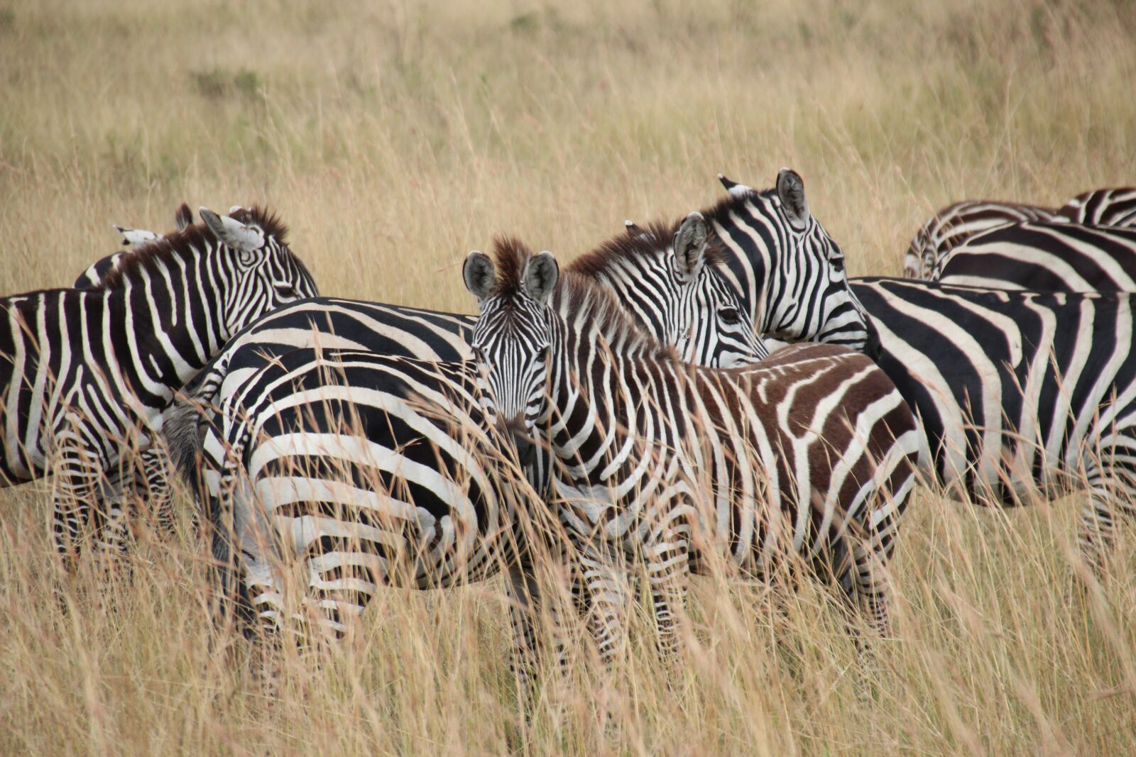 Canon EOS 600D (Rebel EOS T3i / EOS Kiss X5) sample photo. Zebras, kenya, africa photography