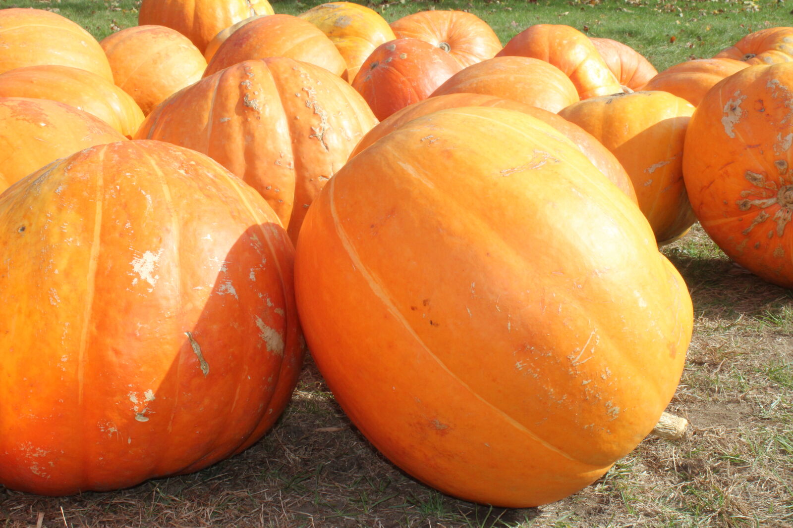 Canon EOS 1200D (EOS Rebel T5 / EOS Kiss X70 / EOS Hi) sample photo. Autumn, fall, pumpkins photography