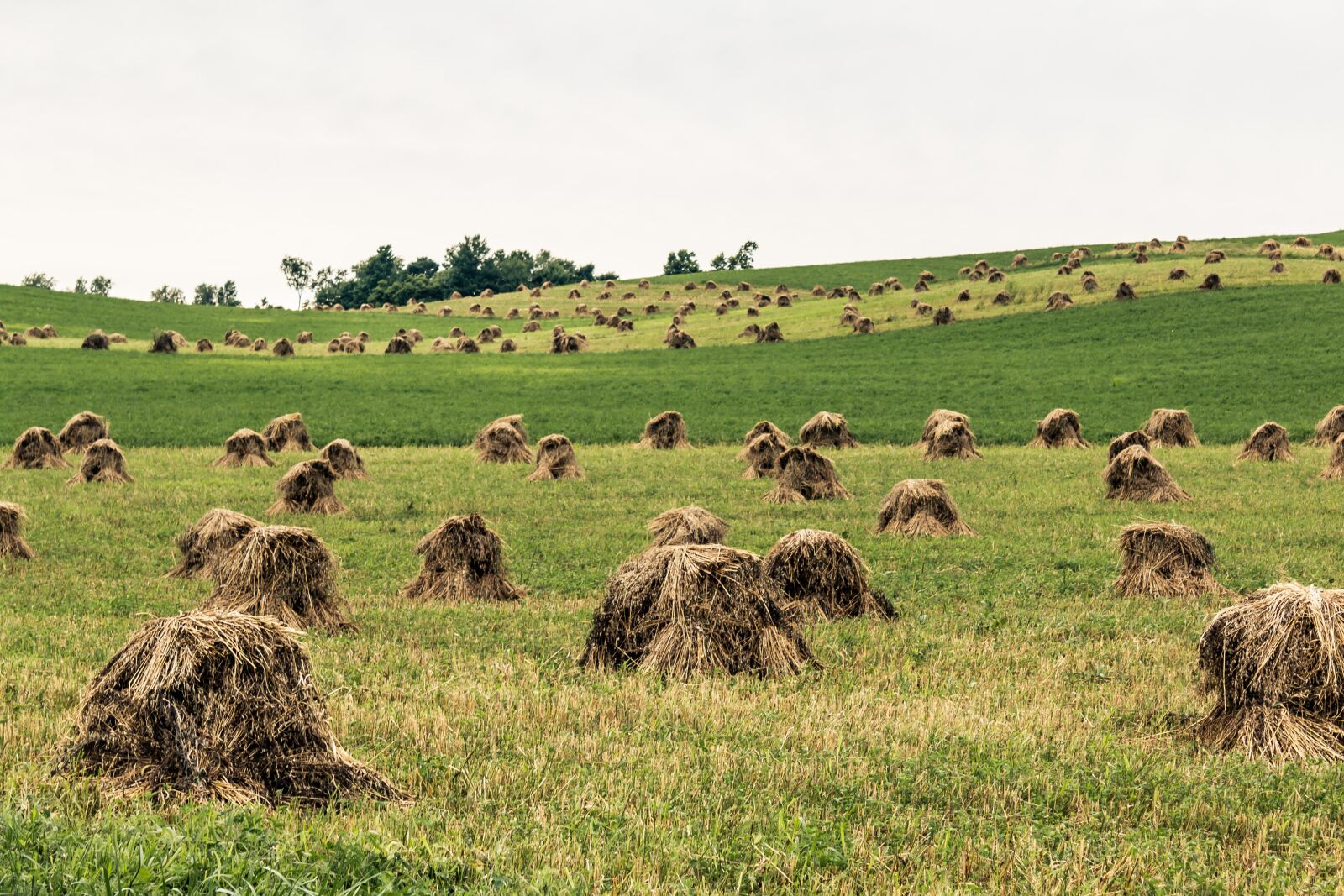 Canon EOS 70D + Canon EF-S 18-55mm F3.5-5.6 IS sample photo. Amish, field, farm photography