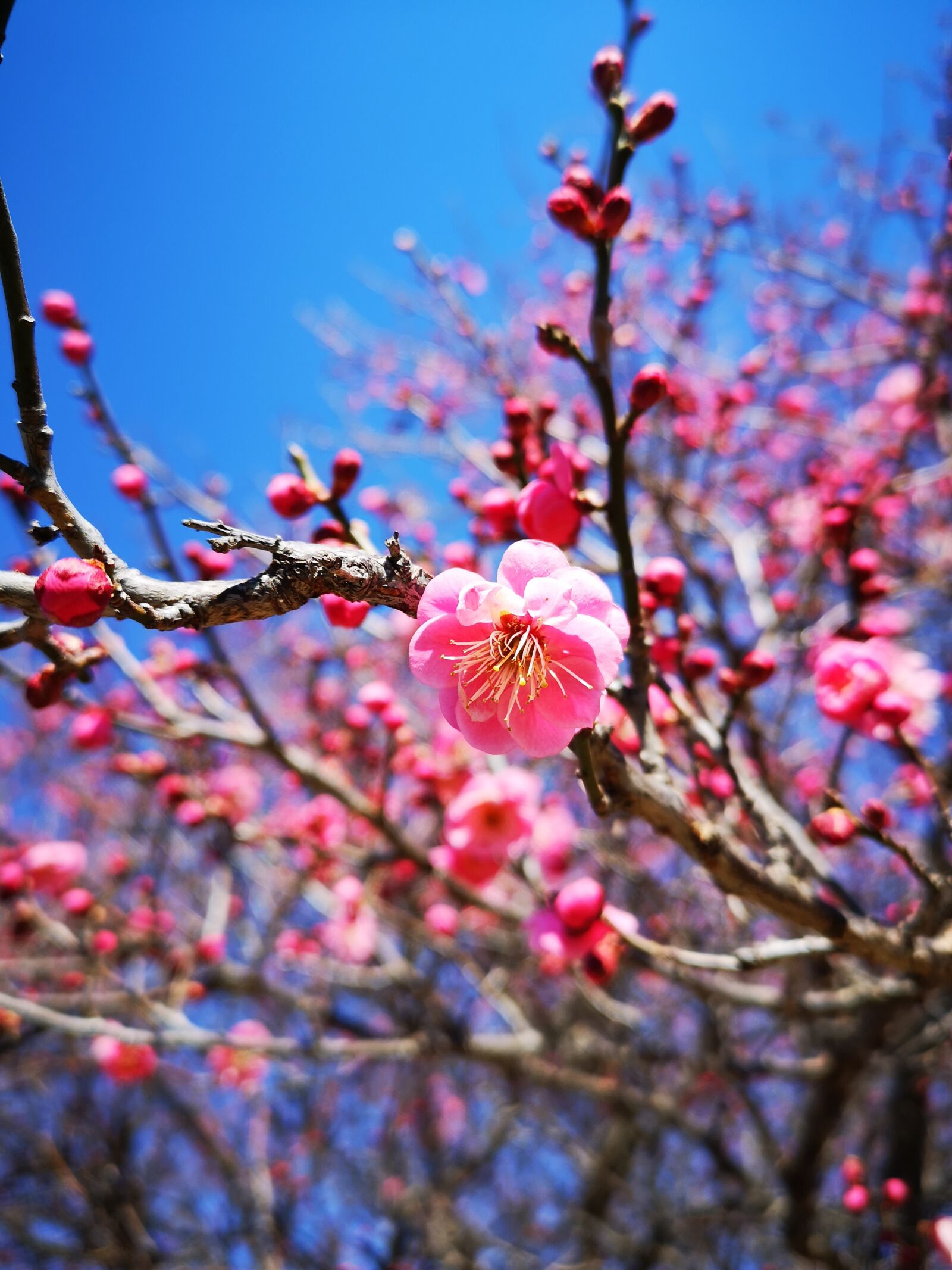 HUAWEI CLT-L29 sample photo