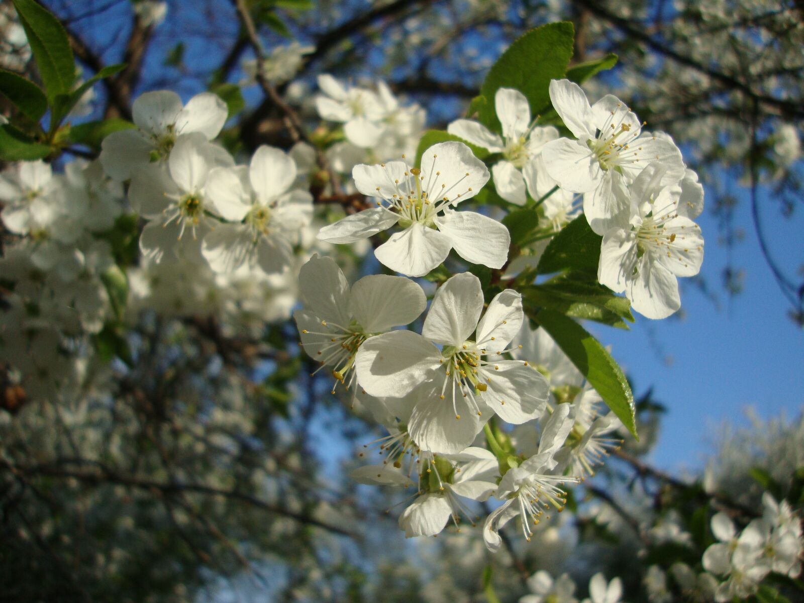 Sony DSC-W210 sample photo. Branch, spring, bloom photography