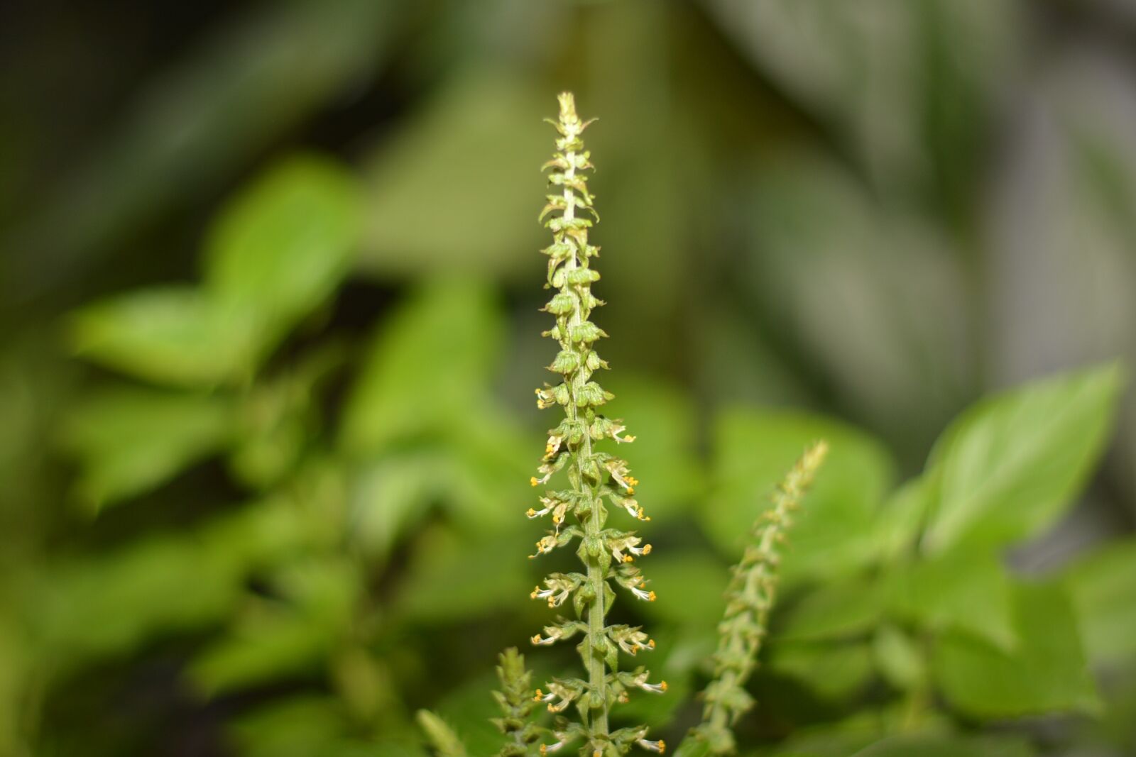 Nikon D7100 sample photo. Flowers, nature, green photography