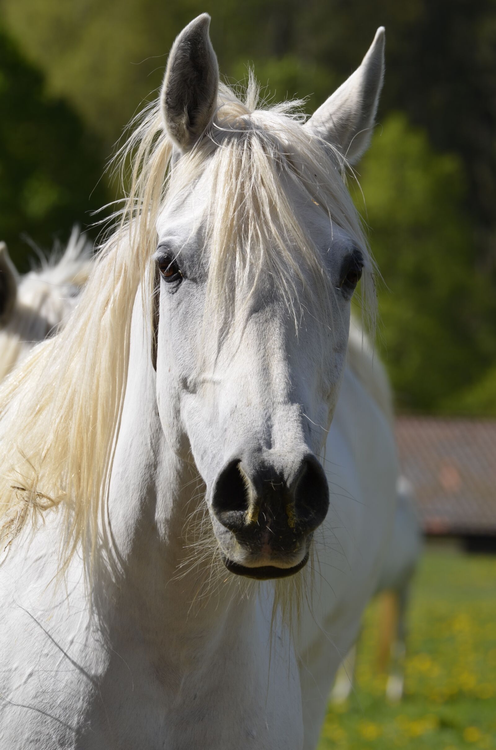 Nikon D5100 sample photo. Animal, mane, nature photography