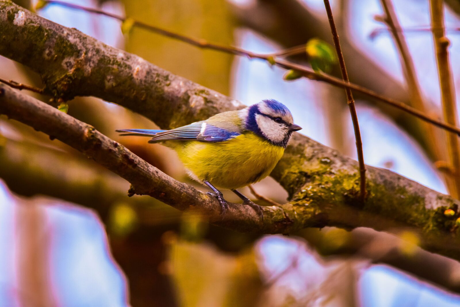 Tamron SP 150-600mm F5-6.3 Di VC USD sample photo. Bird, nature, tit photography