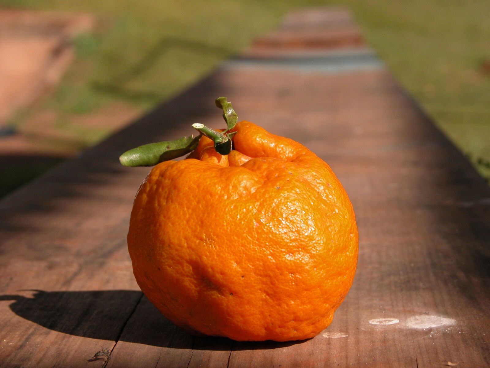 Nikon E5700 sample photo. Bergamot, fruit, food photography