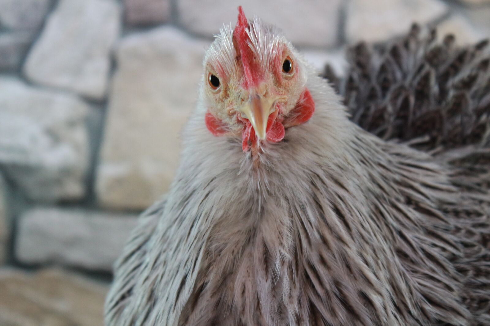Canon EF-S 18-55mm F3.5-5.6 IS sample photo. Chicken, bird, hen photography