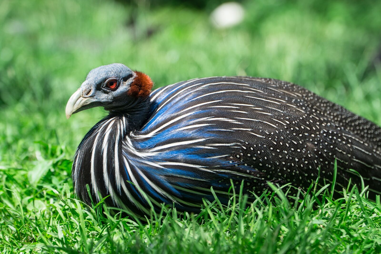 Sony a6000 + Sony E PZ 18-105mm F4 G OSS sample photo. Bird, zoo, feather photography