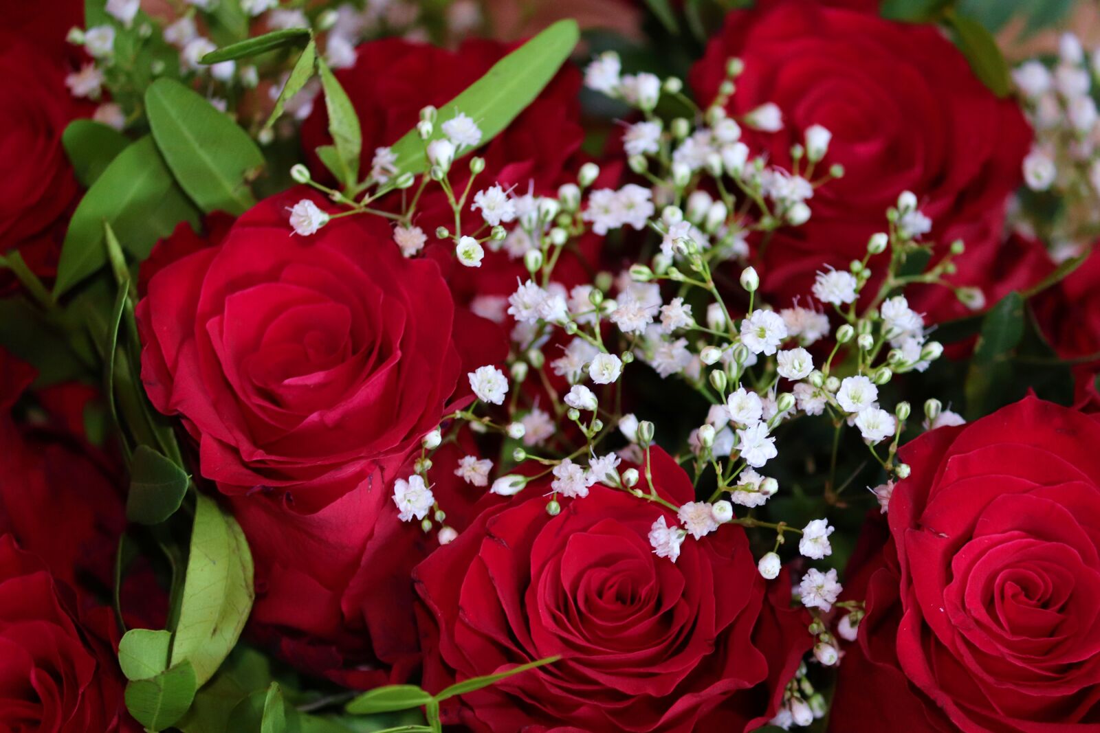 Canon EOS 200D (EOS Rebel SL2 / EOS Kiss X9) sample photo. Roses, bouquet of roses photography