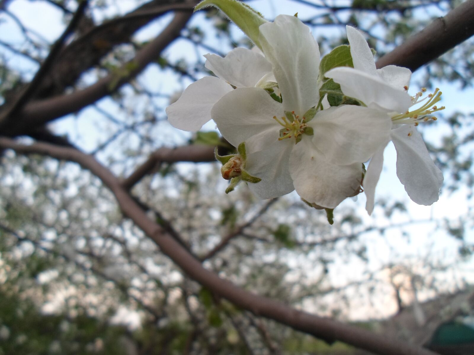 Samsung ST77 / ST79 sample photo. Apple tree, garden, tree photography
