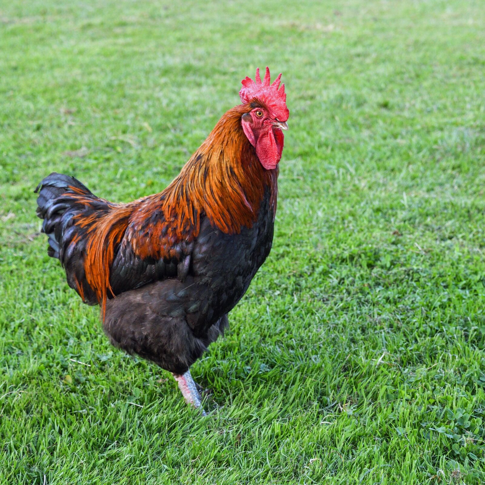 Nikon D500 sample photo. Cock, grass, crete photography