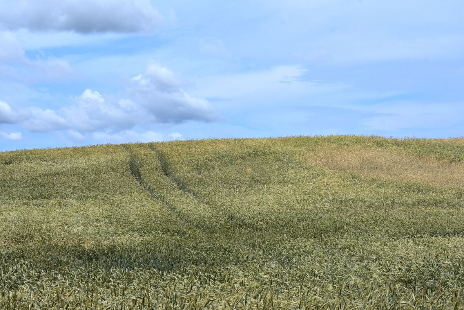 Nikon D3400 sample photo. Field, landscape, kaszuby photography