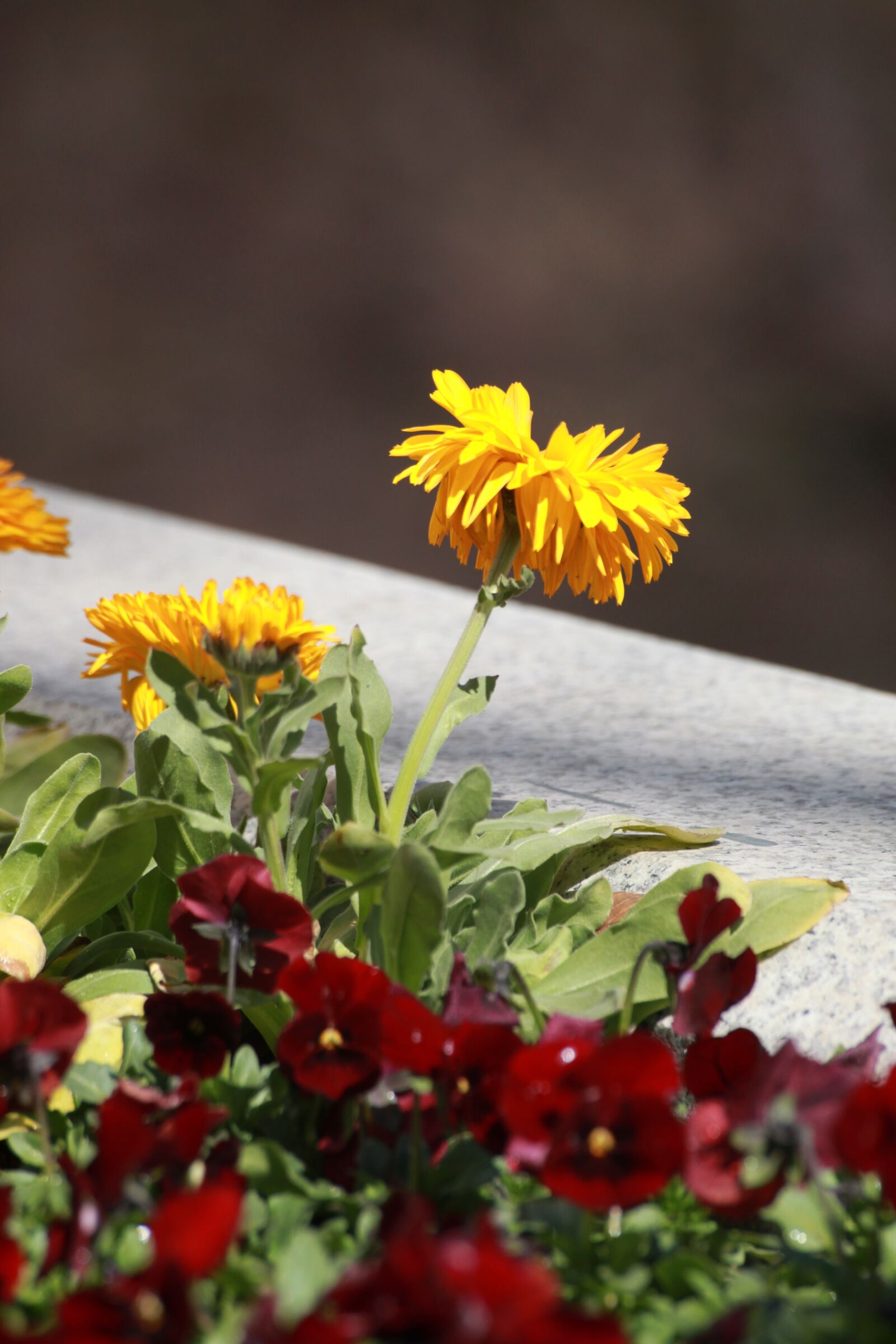 Canon EOS 5D Mark II sample photo. Yellow flower, spring, spring photography
