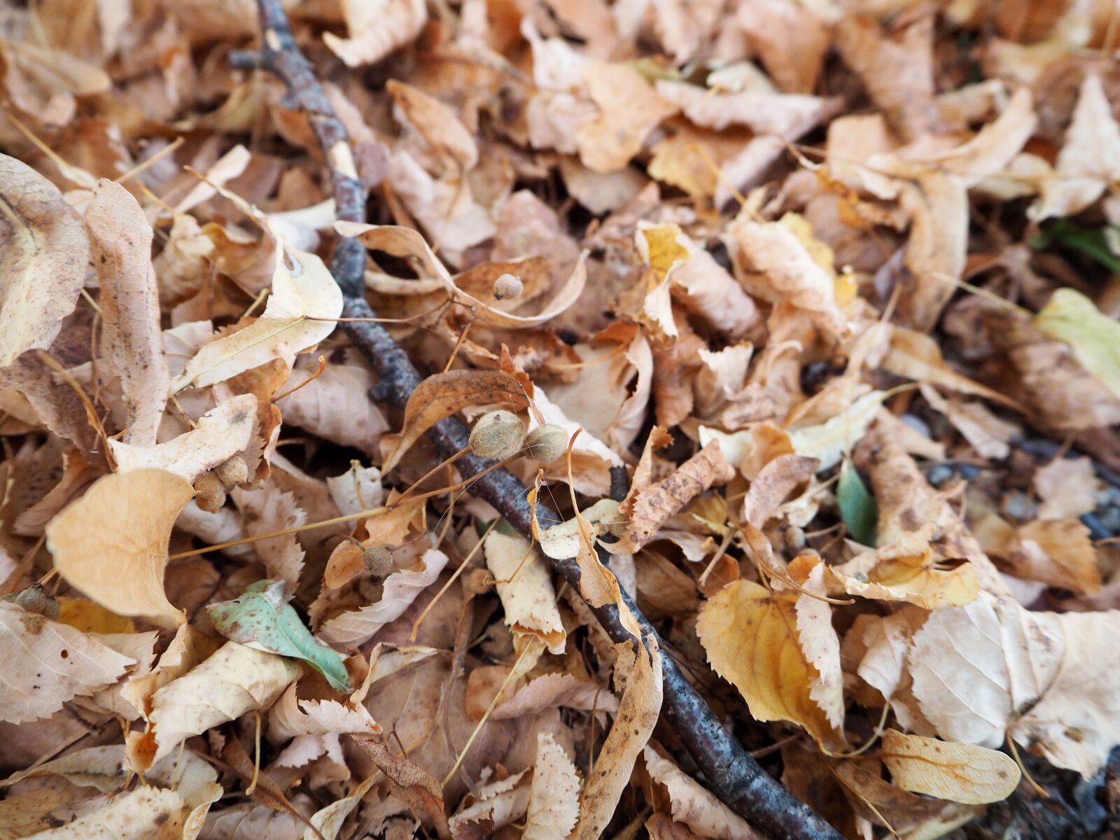 Olympus OM-D E-M10 sample photo. Autumn, leaves, background photography