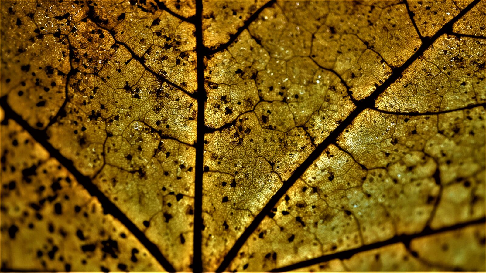 Sony E 30mm F3.5 Macro sample photo. Background, autumn, leaf photography