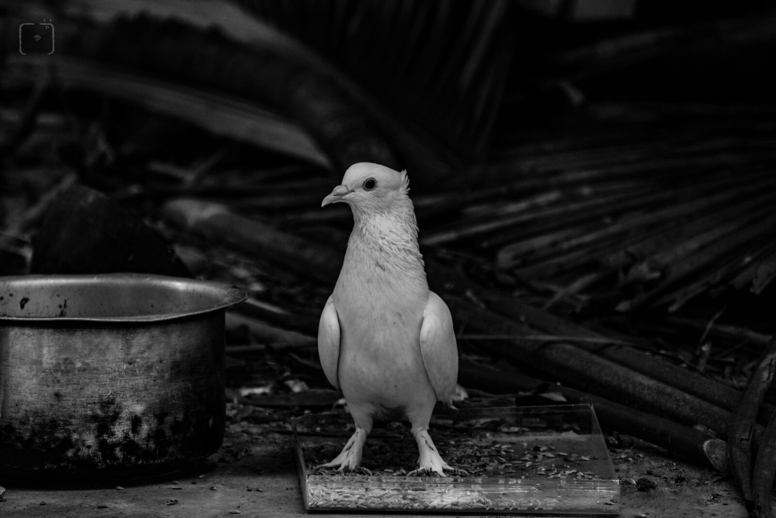 Nikon D3300 sample photo. Pigeon, black, love photography